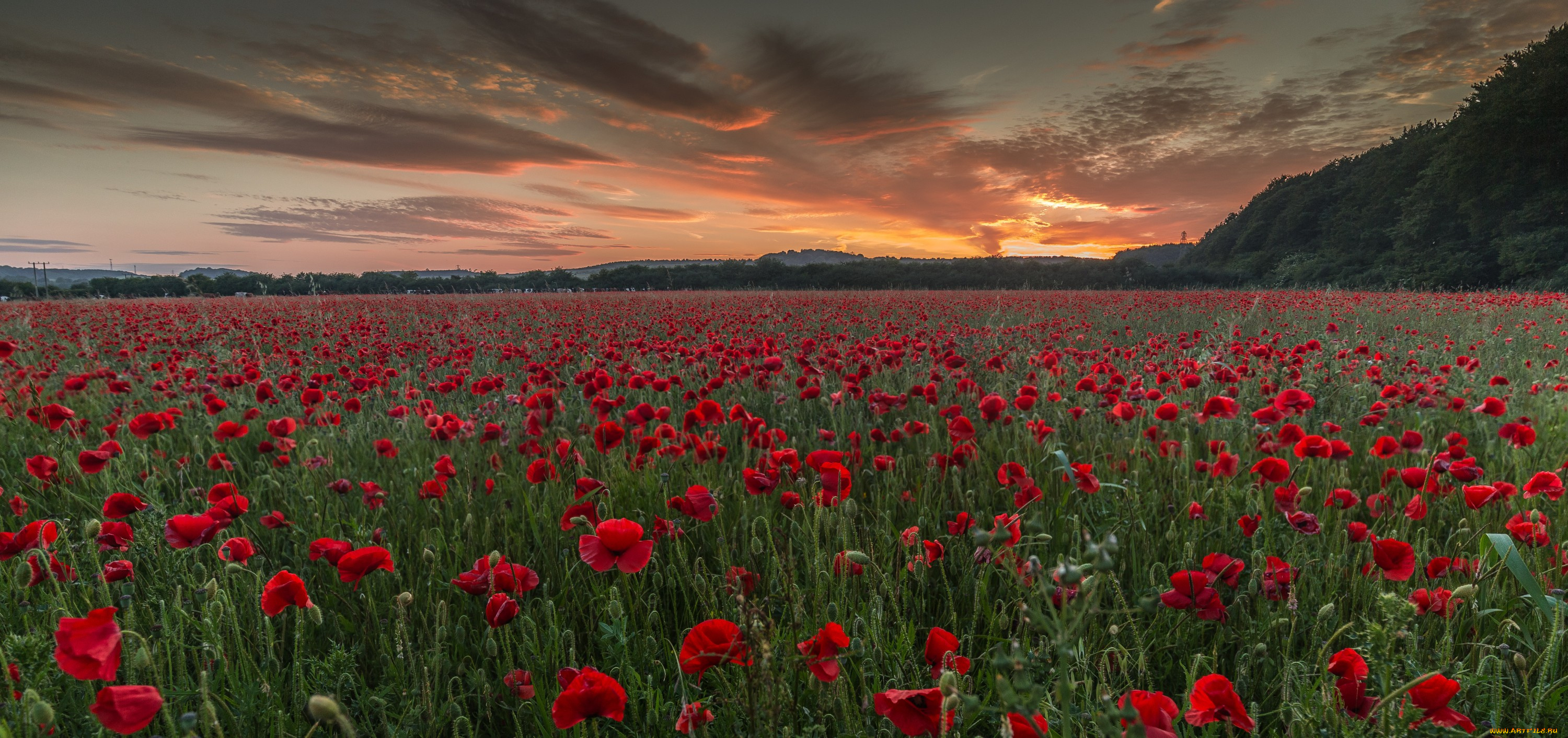 природа, поля, маки, поле