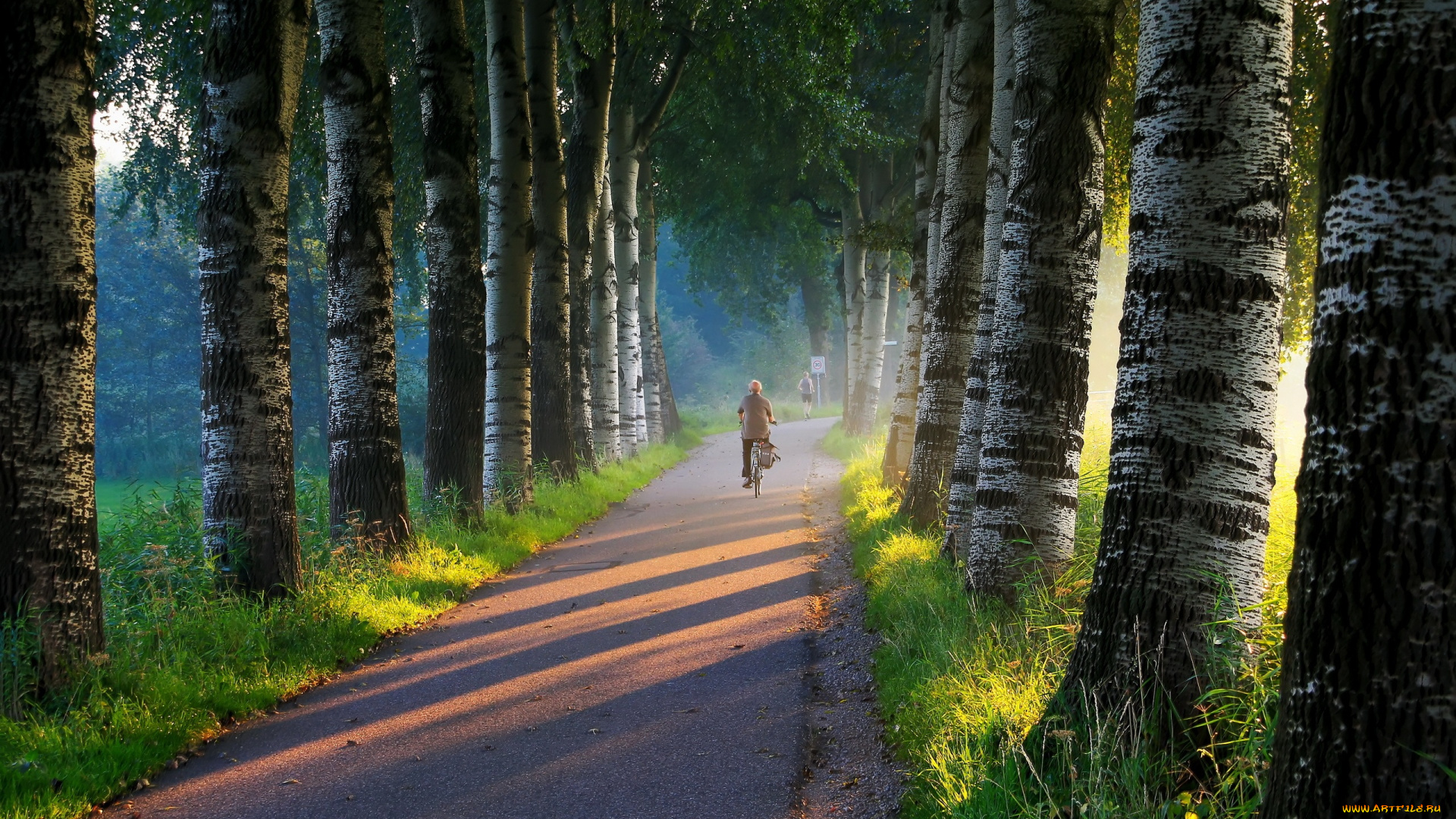 природа, дороги, берёзы, утро, свет, дорога