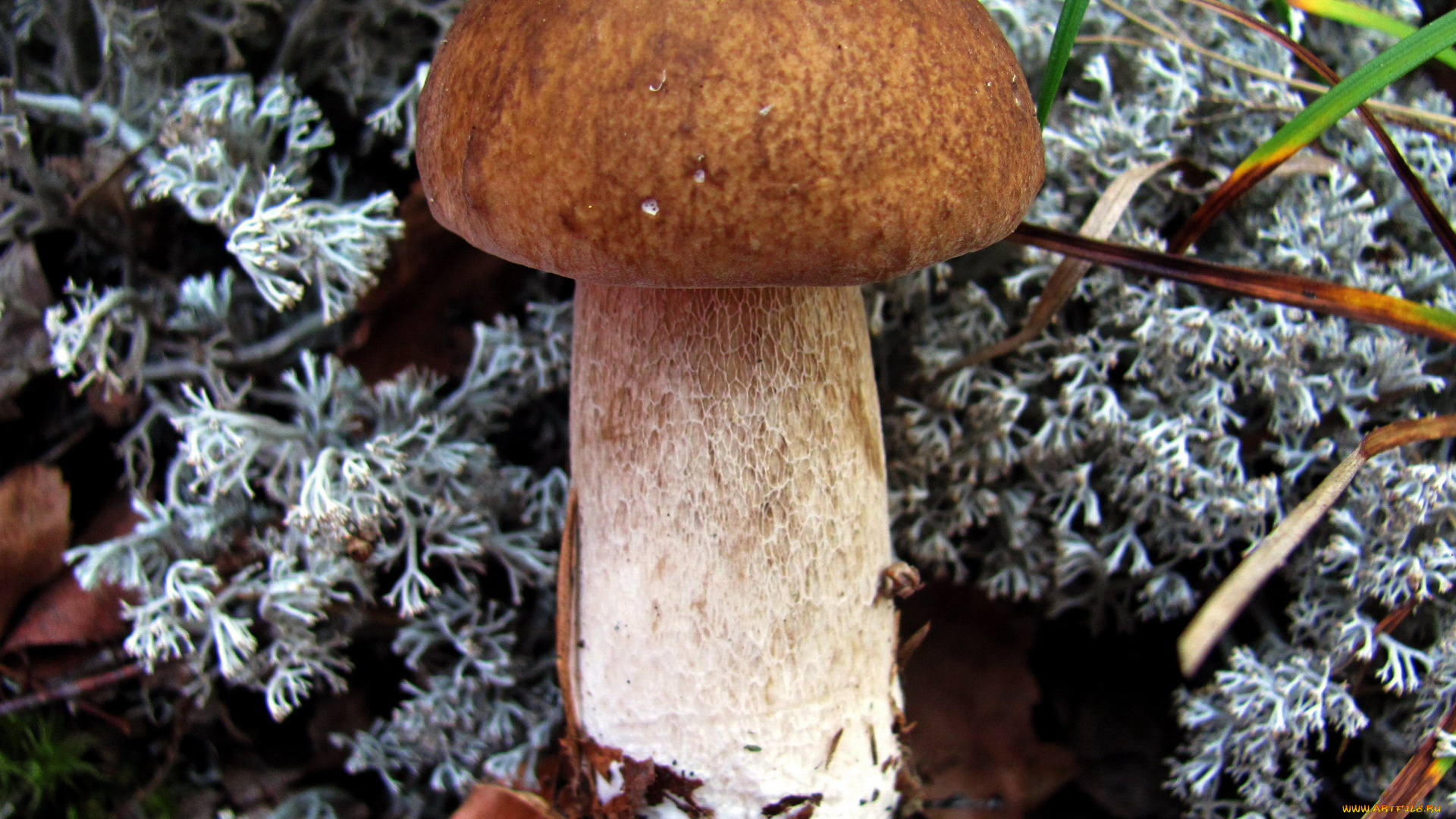 природа, грибы, боровик