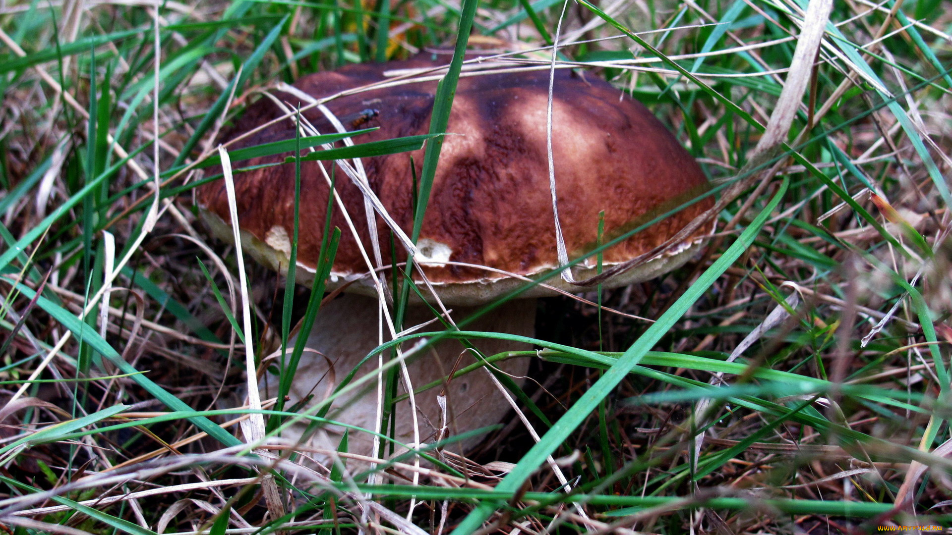 природа, грибы, боровик