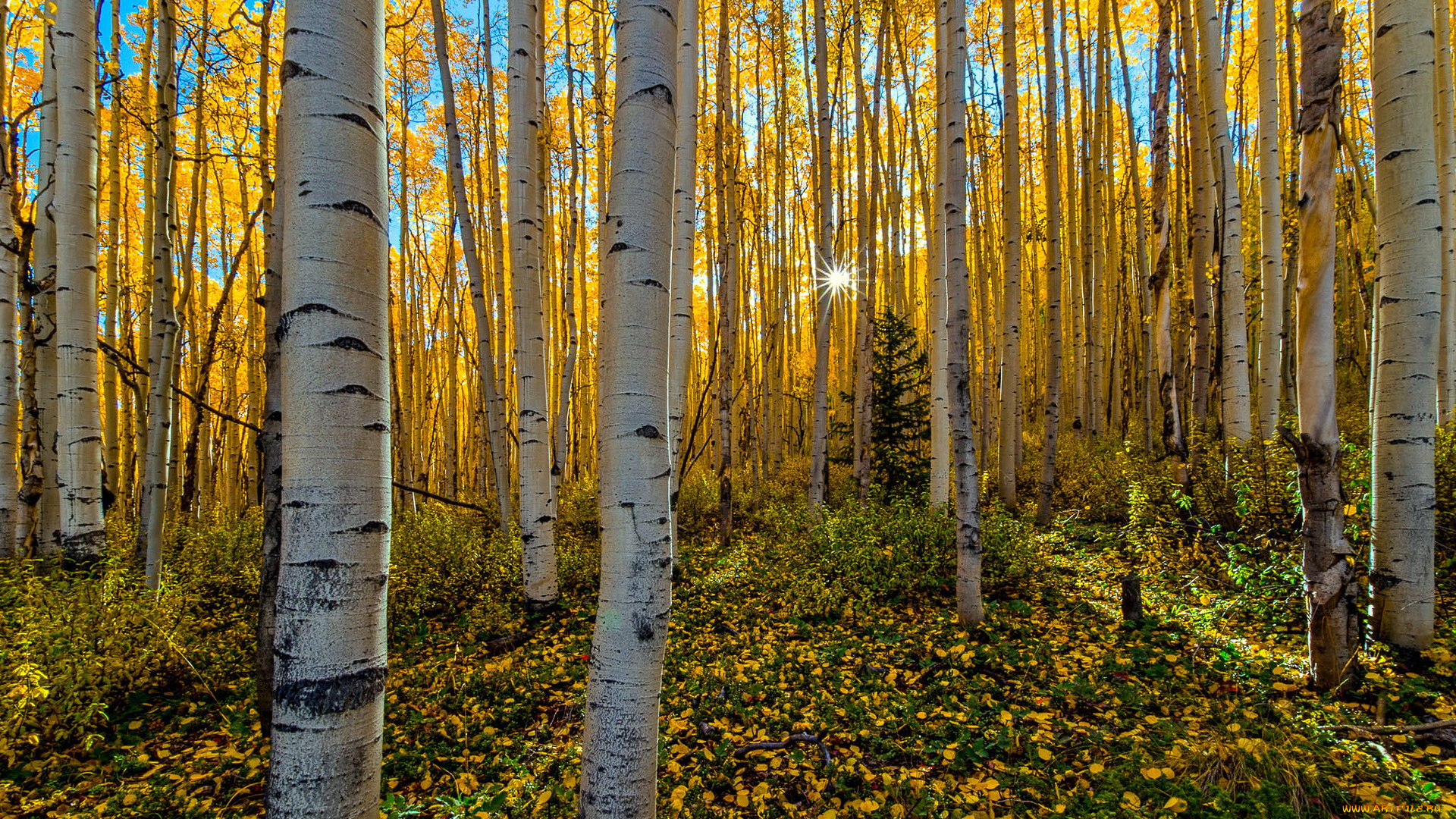 природа, лес, осень, березовая, роща