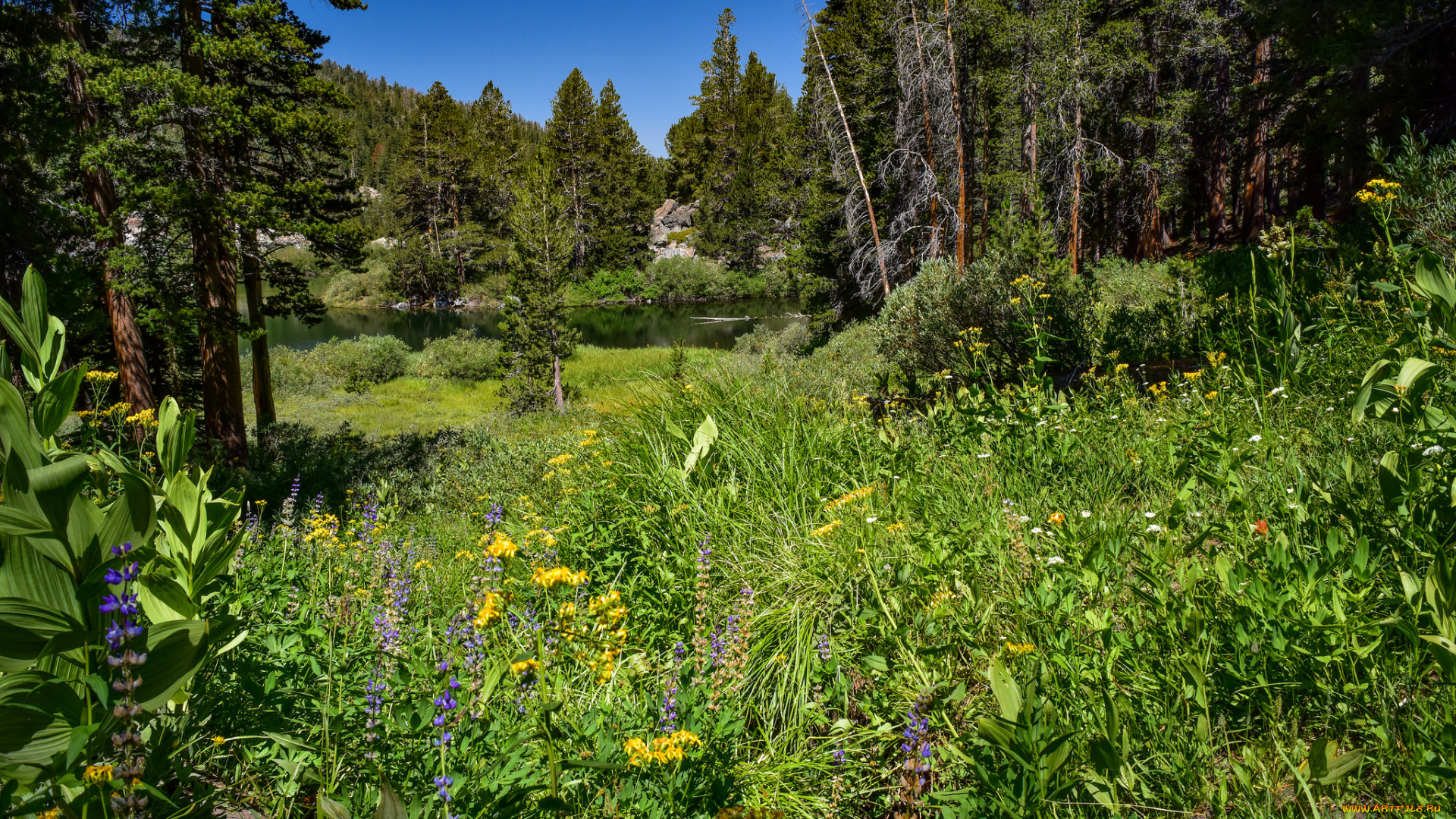 природа, лес, простор