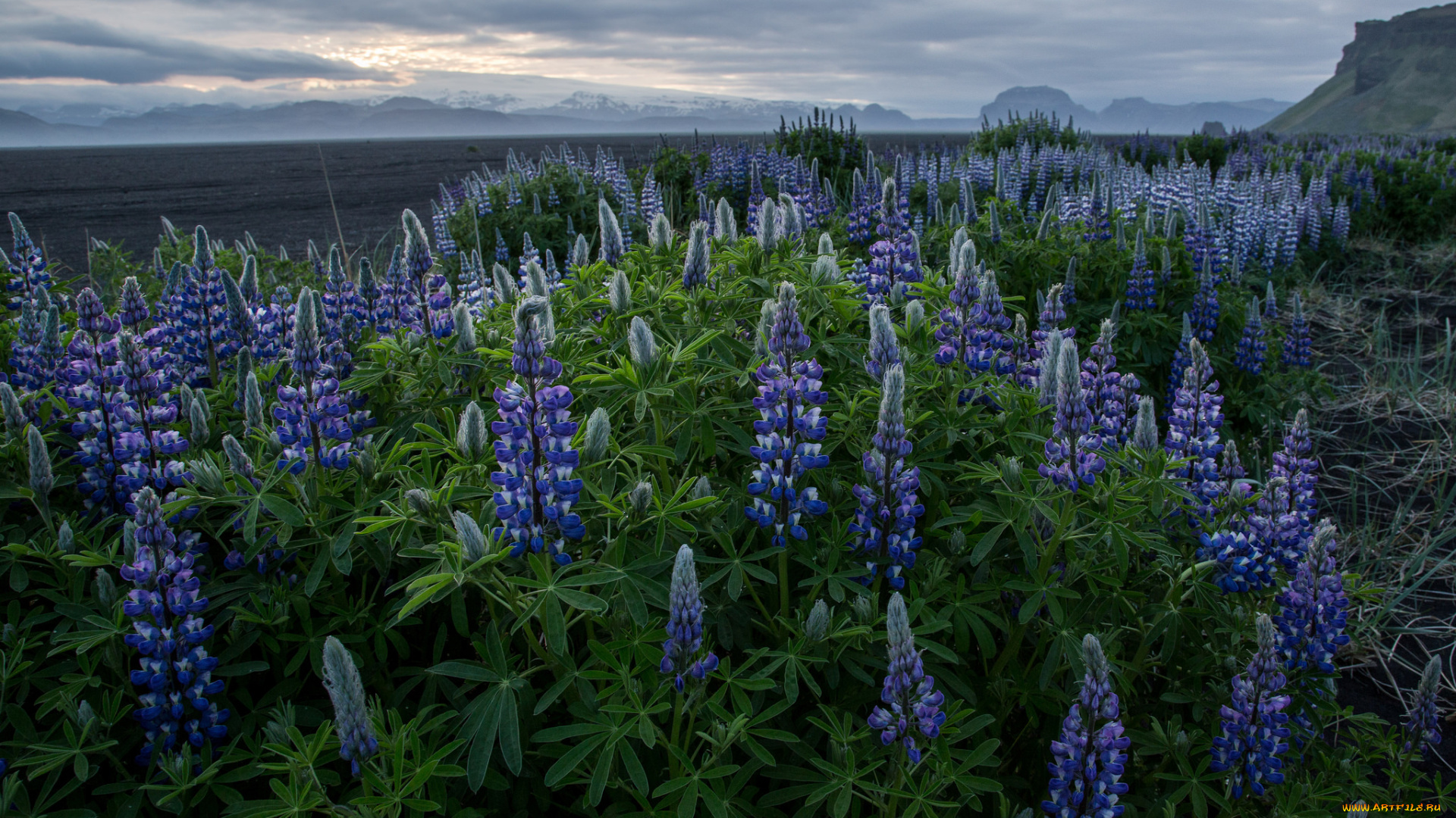 природа, луга, простор