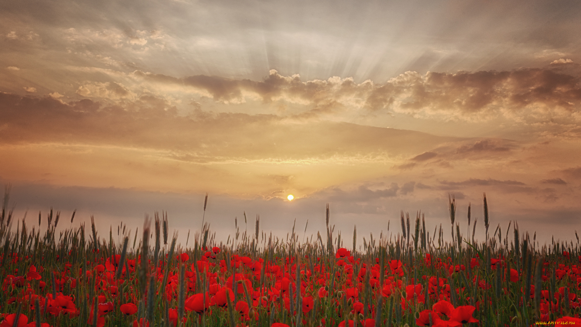 природа, луга, простор