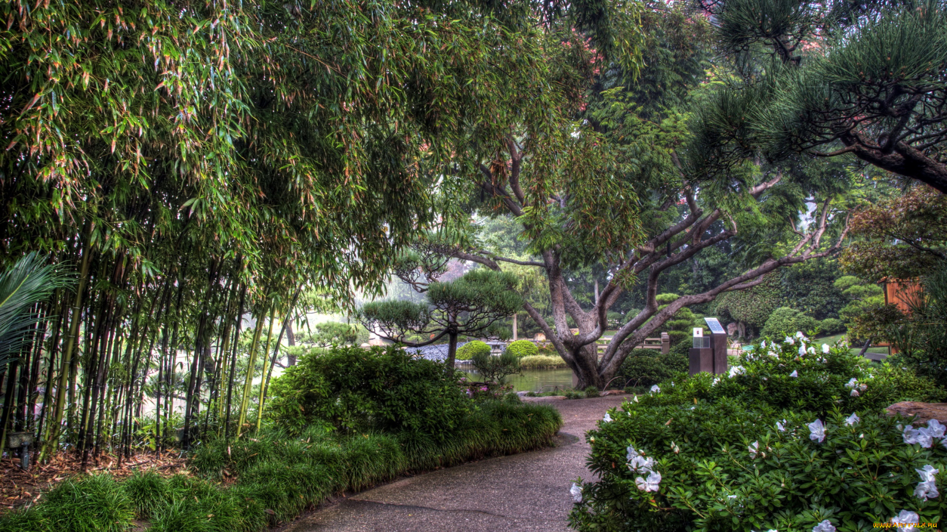 природа, парк, деревья, кусты, аллея