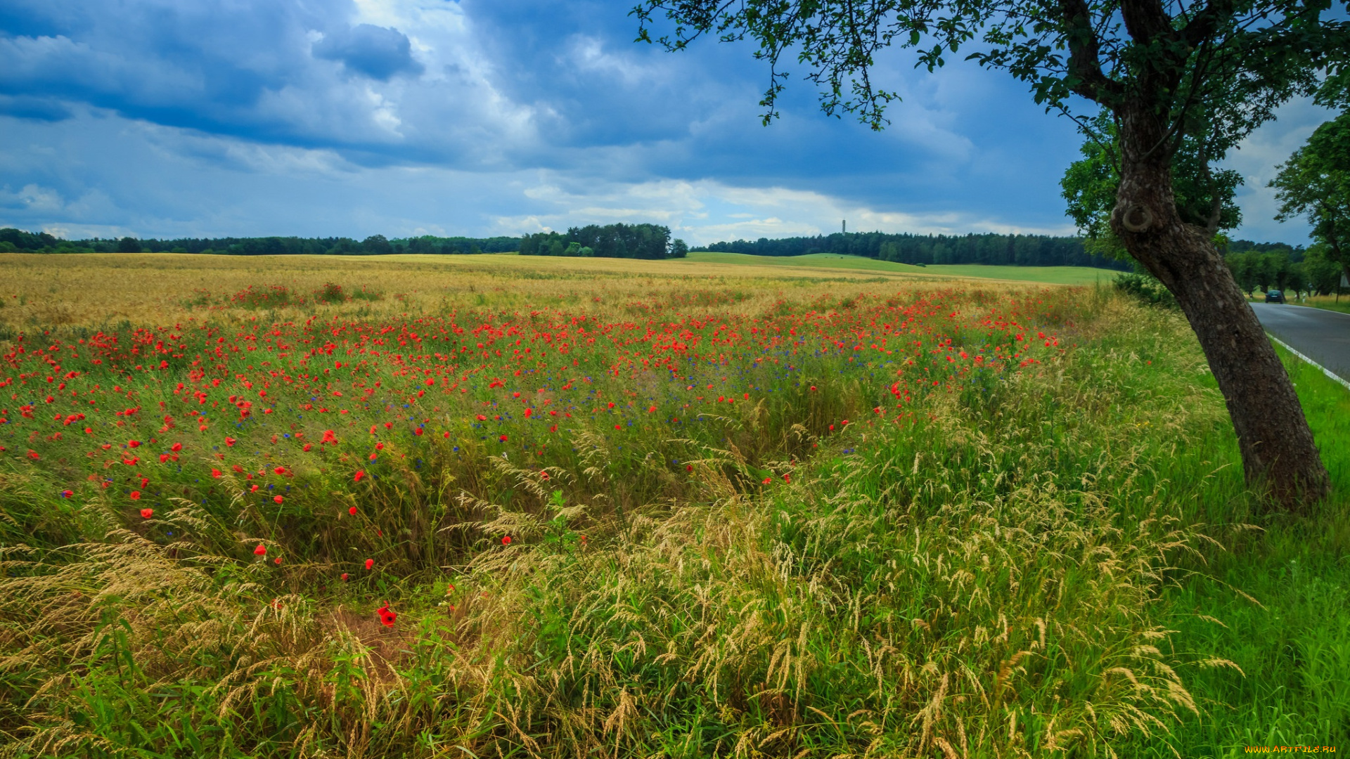 природа, пейзажи, простор
