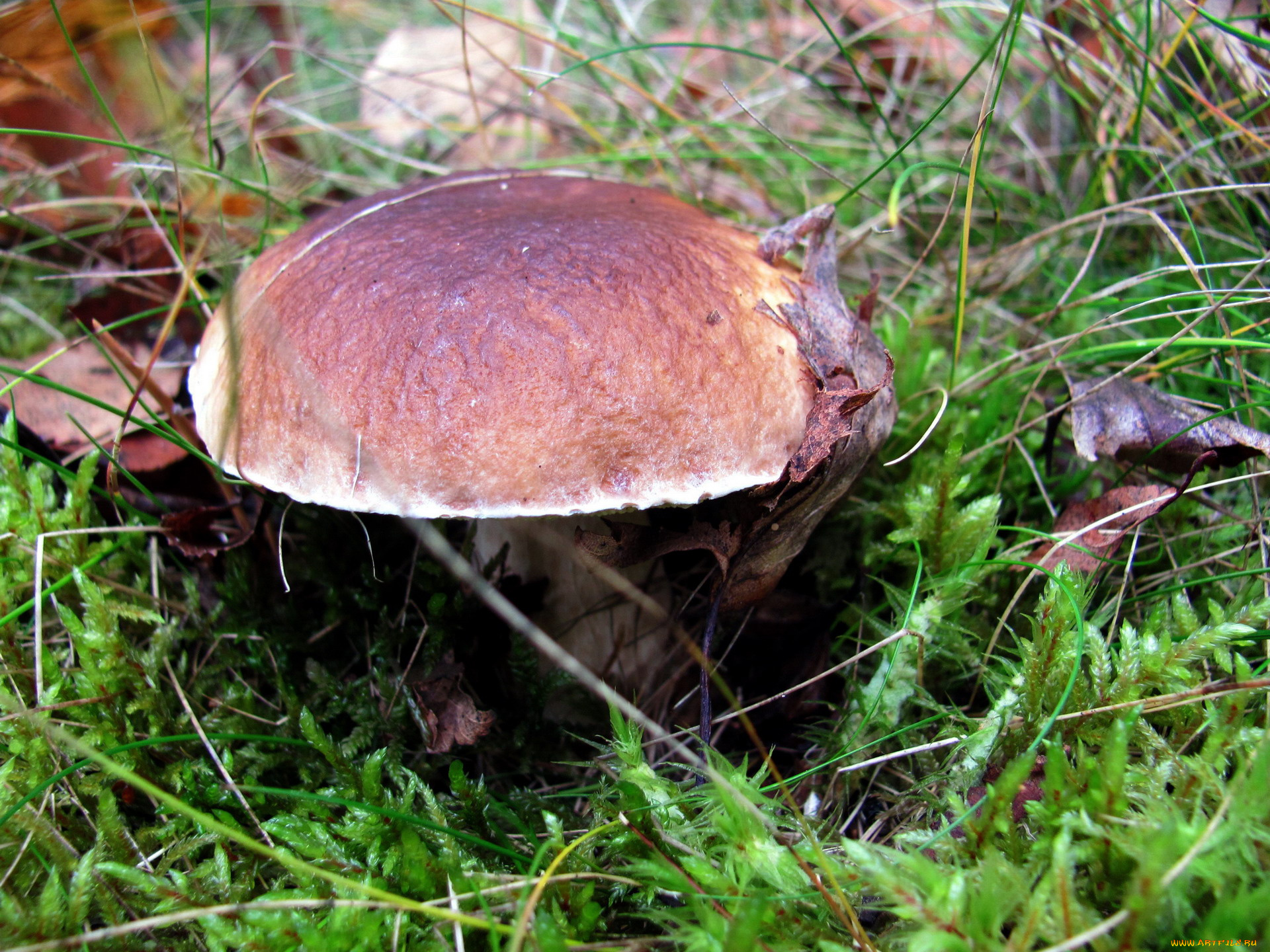 природа, грибы, боровик