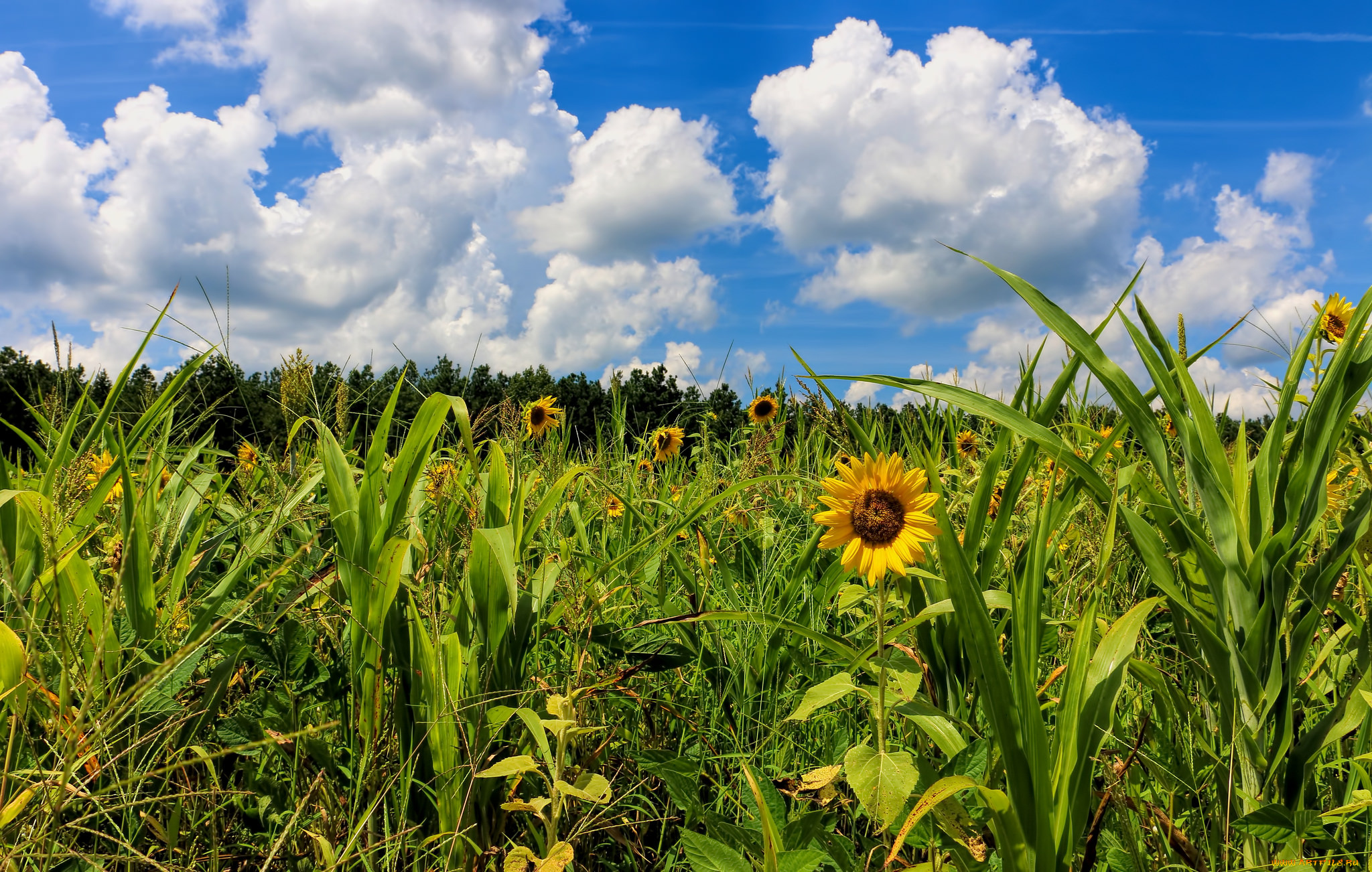 природа, луга, простор