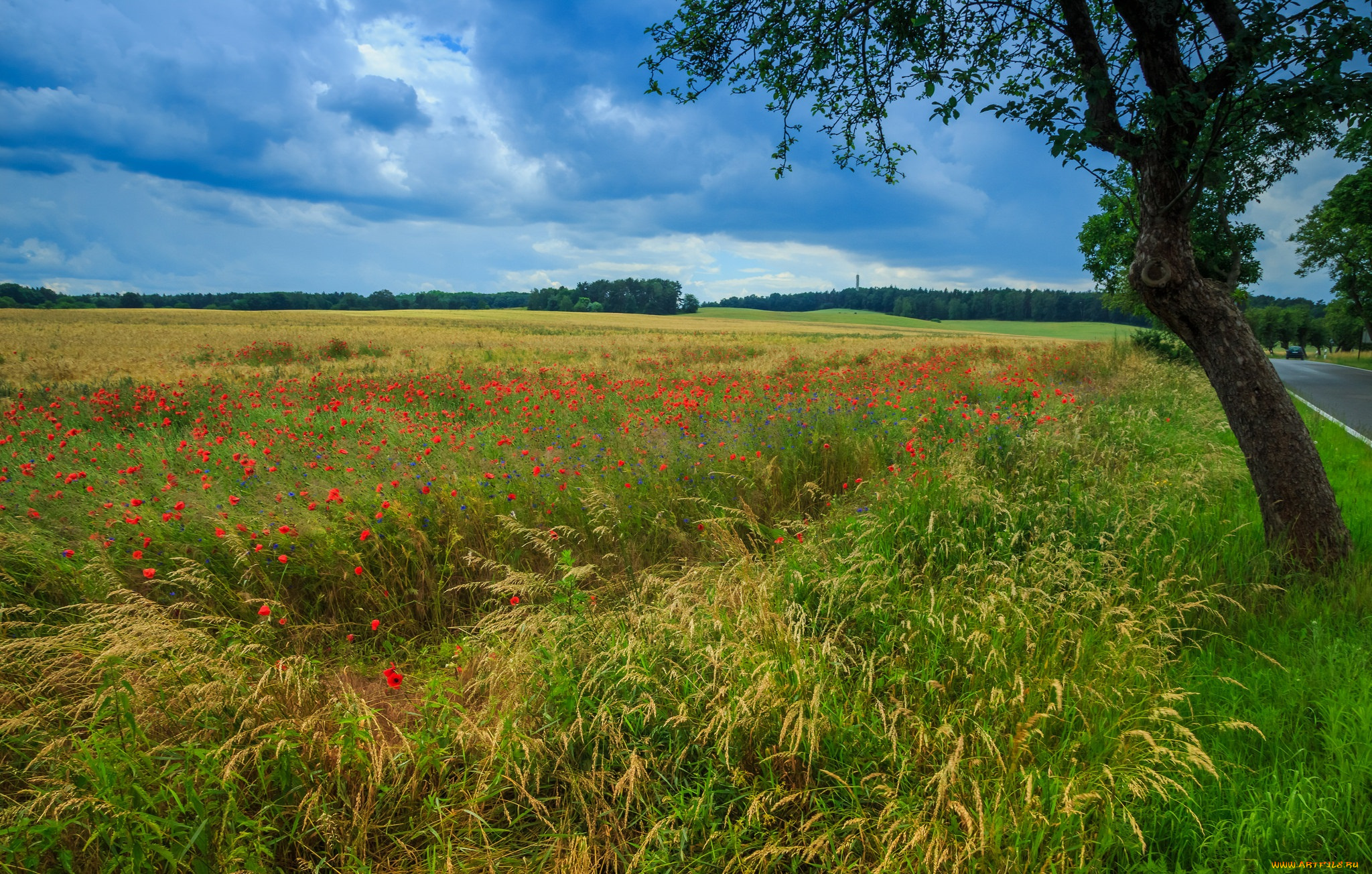 природа, пейзажи, простор
