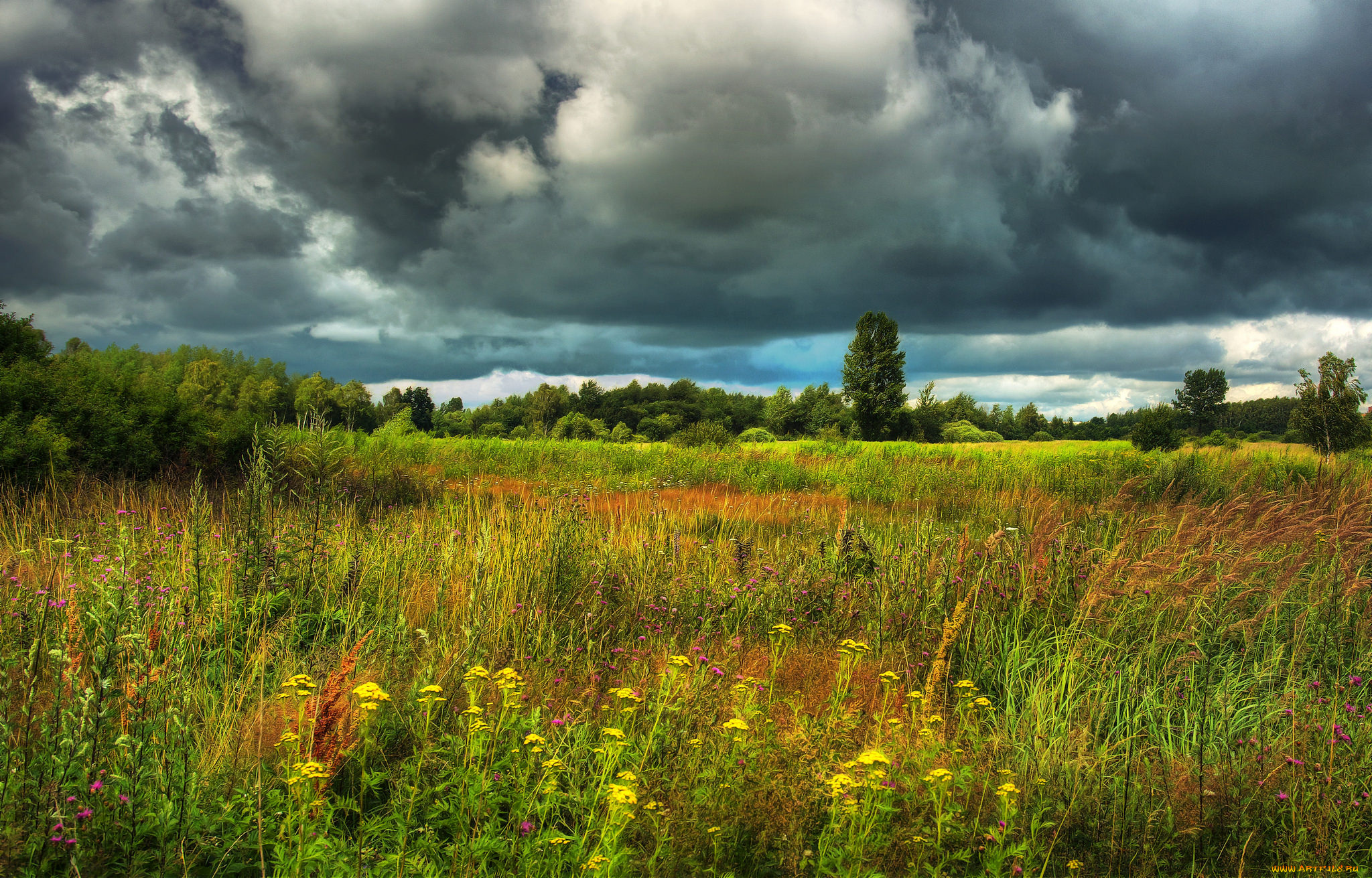 природа, луга, простор