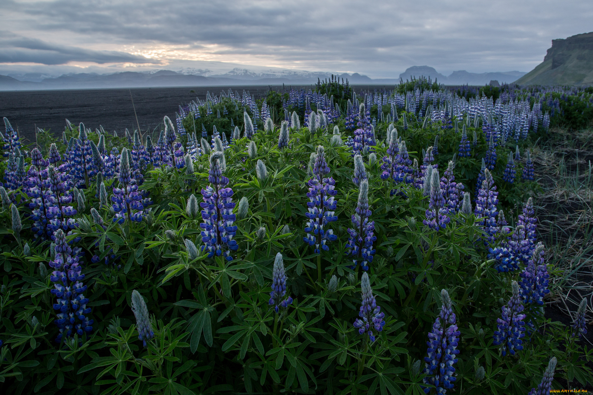 природа, луга, простор