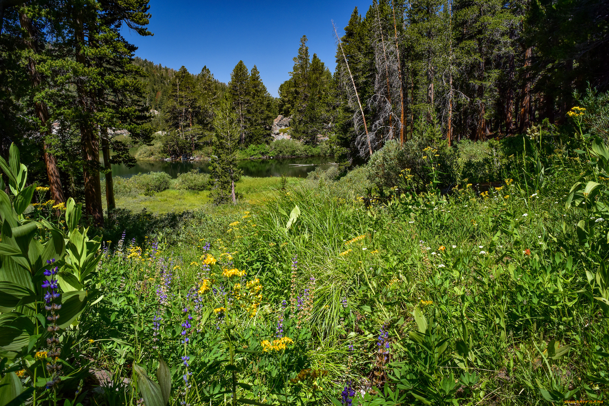 природа, лес, простор