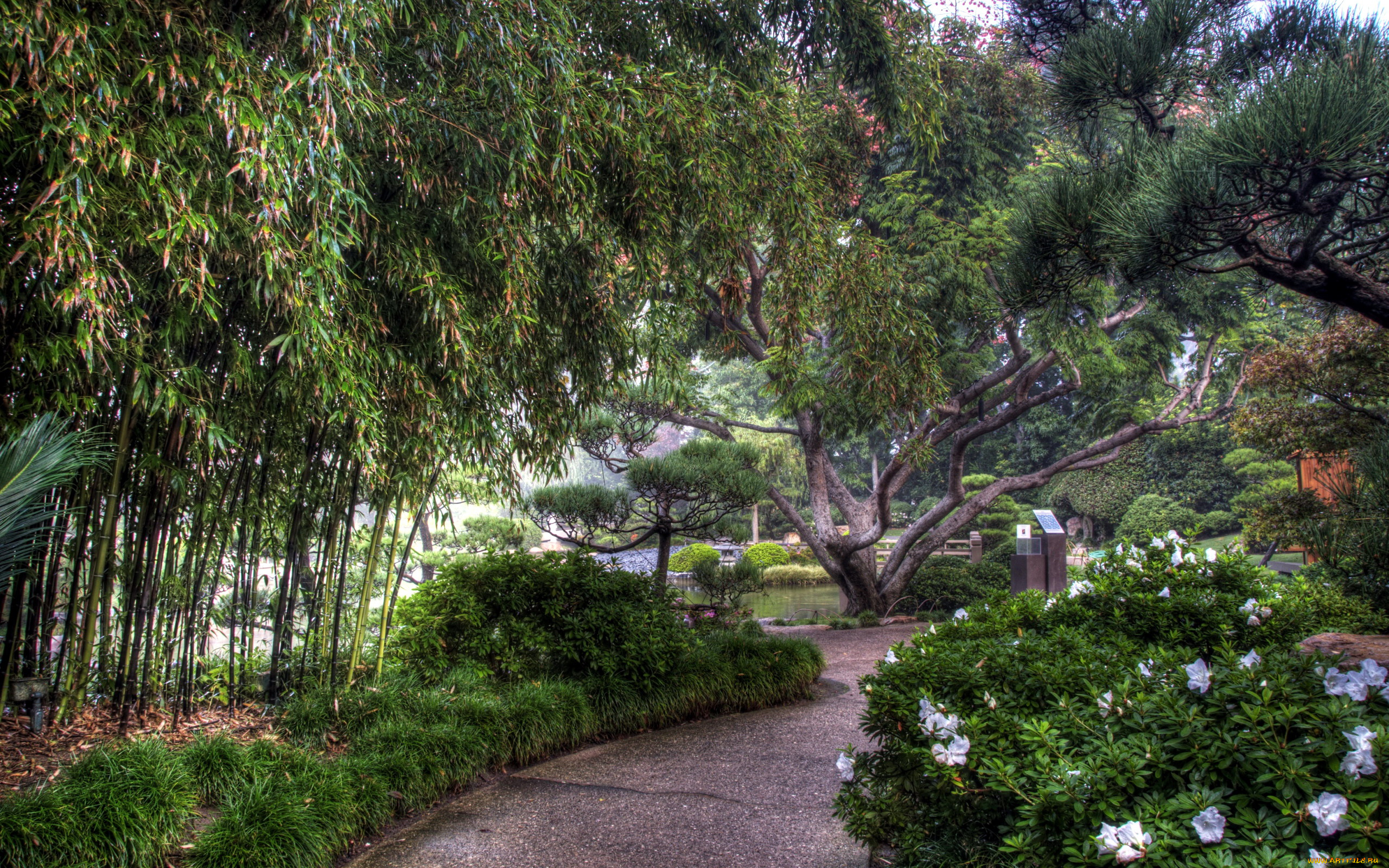 природа, парк, деревья, кусты, аллея