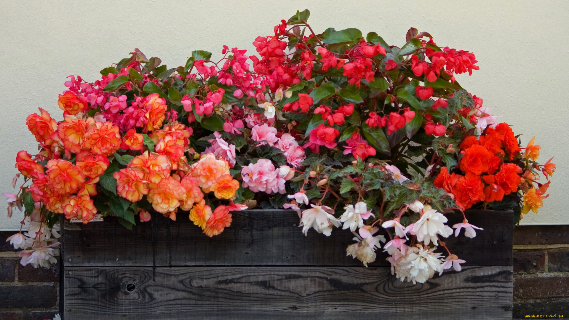 цветы, бегония, ассорти, ящик
