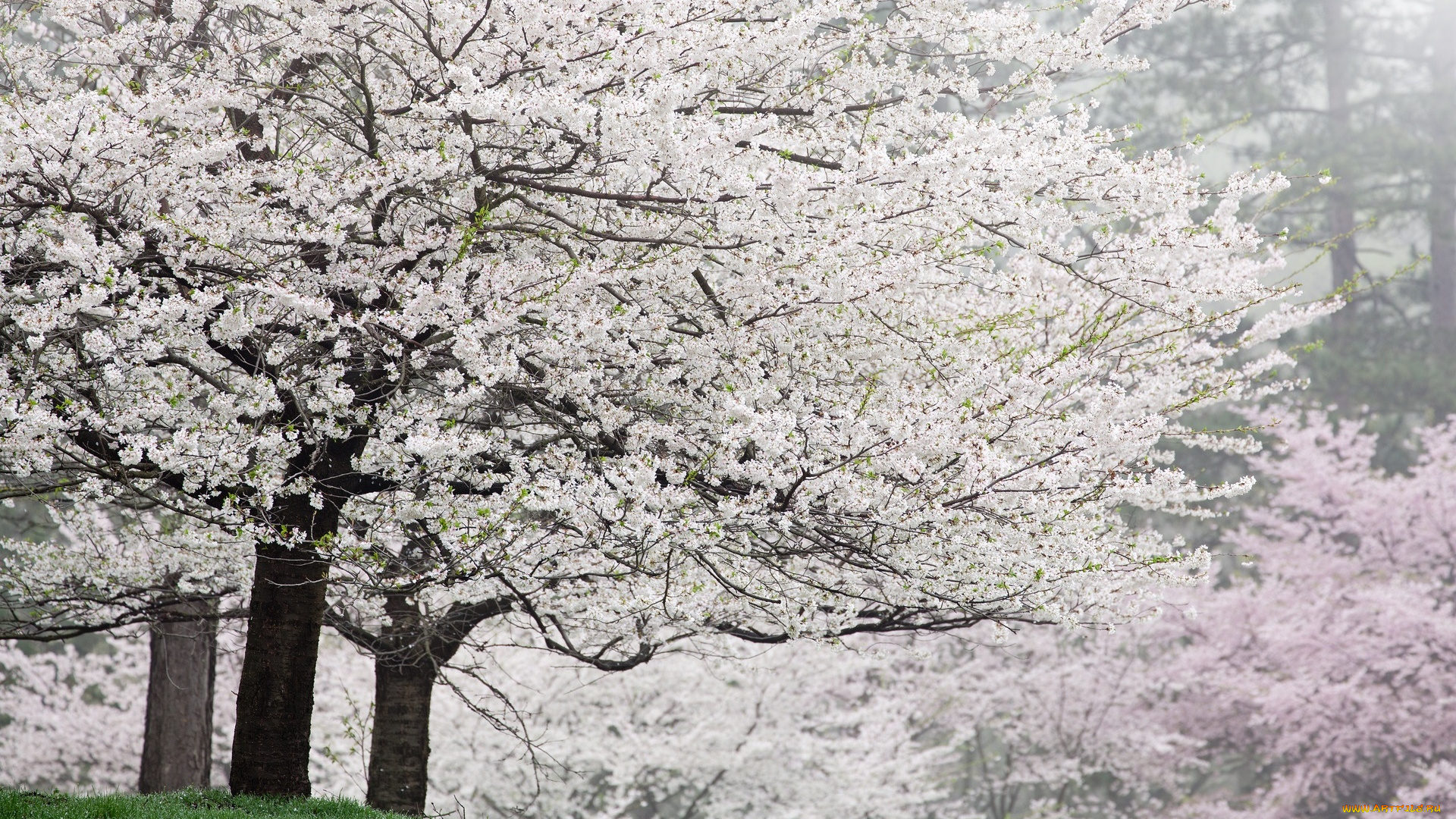 цветы, цветущие, деревья, , , кустарники, деревья, цветение, сад, весна