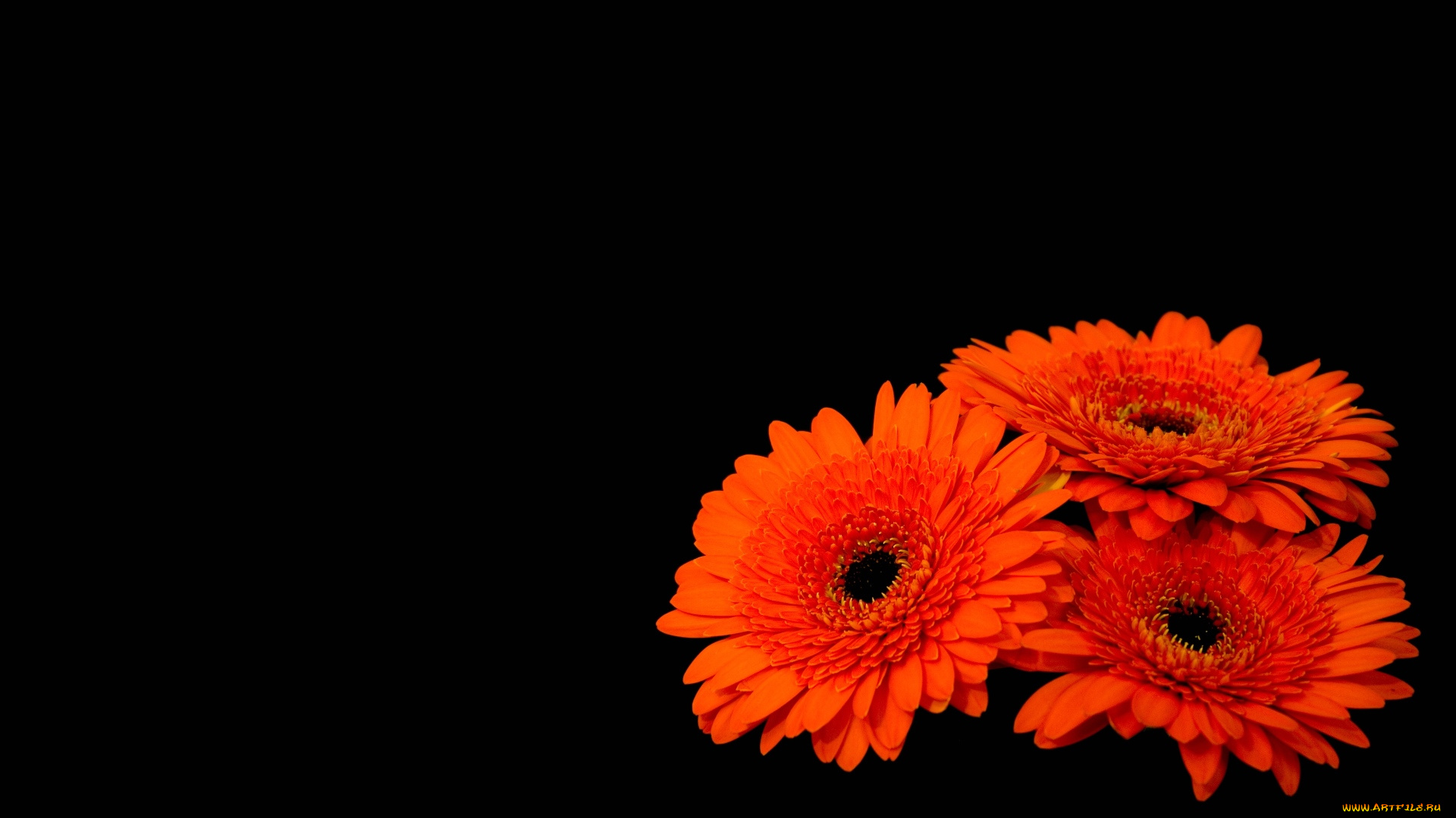 цветы, герберы, черный, фон