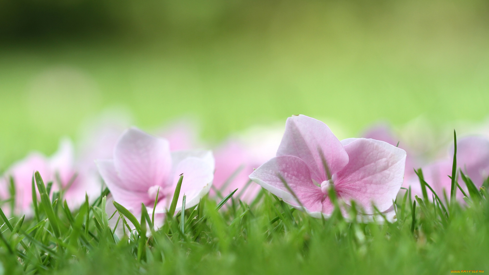 цветы, гортензия, лето, цветки, трава, макро