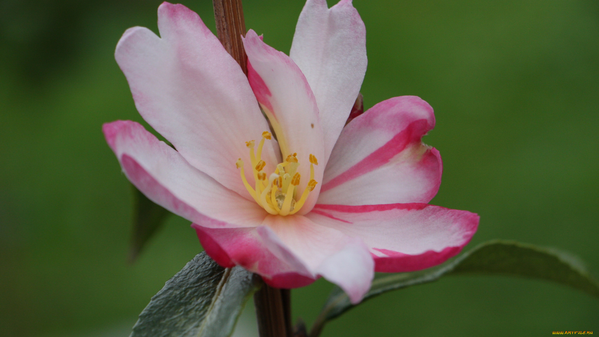 цветы, камелии, камелия, бутон, розовая, лепестки, листья, цветение, нежность