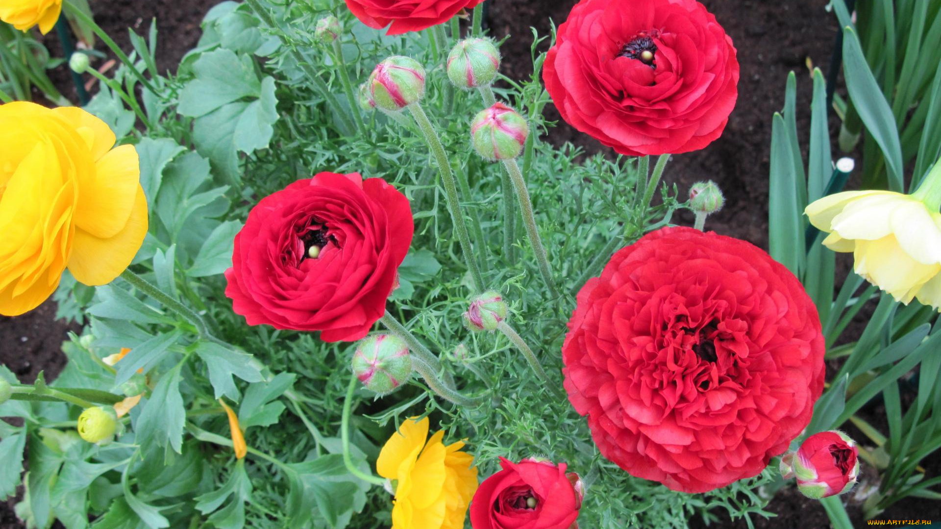 цветы, маки, клумба, красные, желтые, бутоны