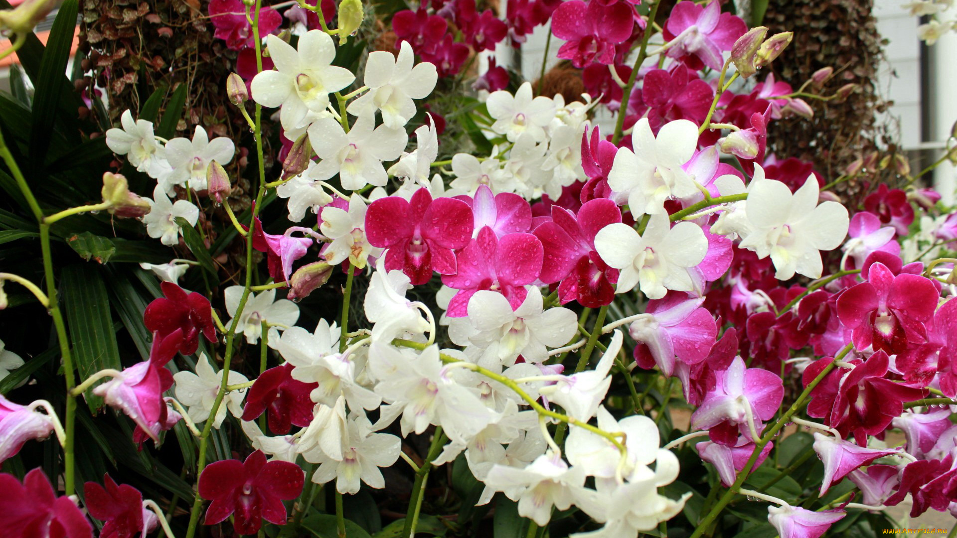 цветы, орхидеи, экзотика