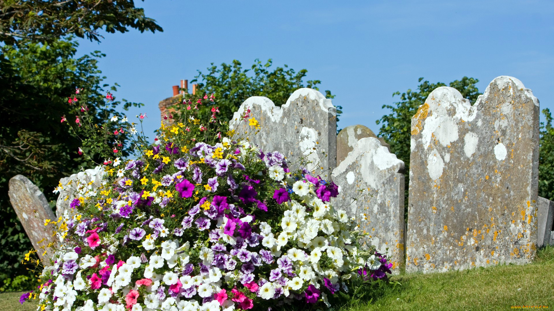 цветы, петунии, , калибрахоа, клумба