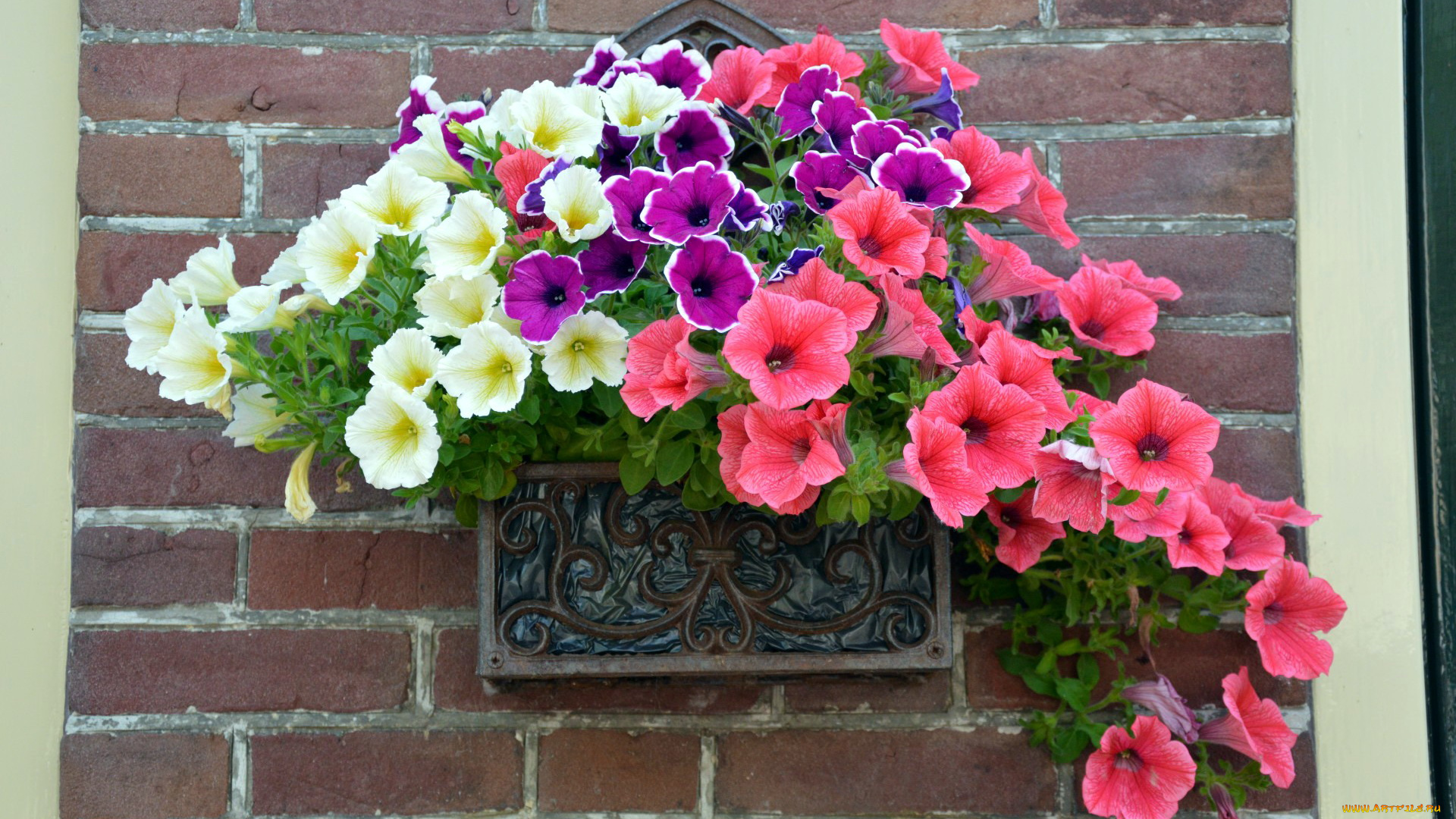 цветы, петунии, , калибрахоа, сурфиния