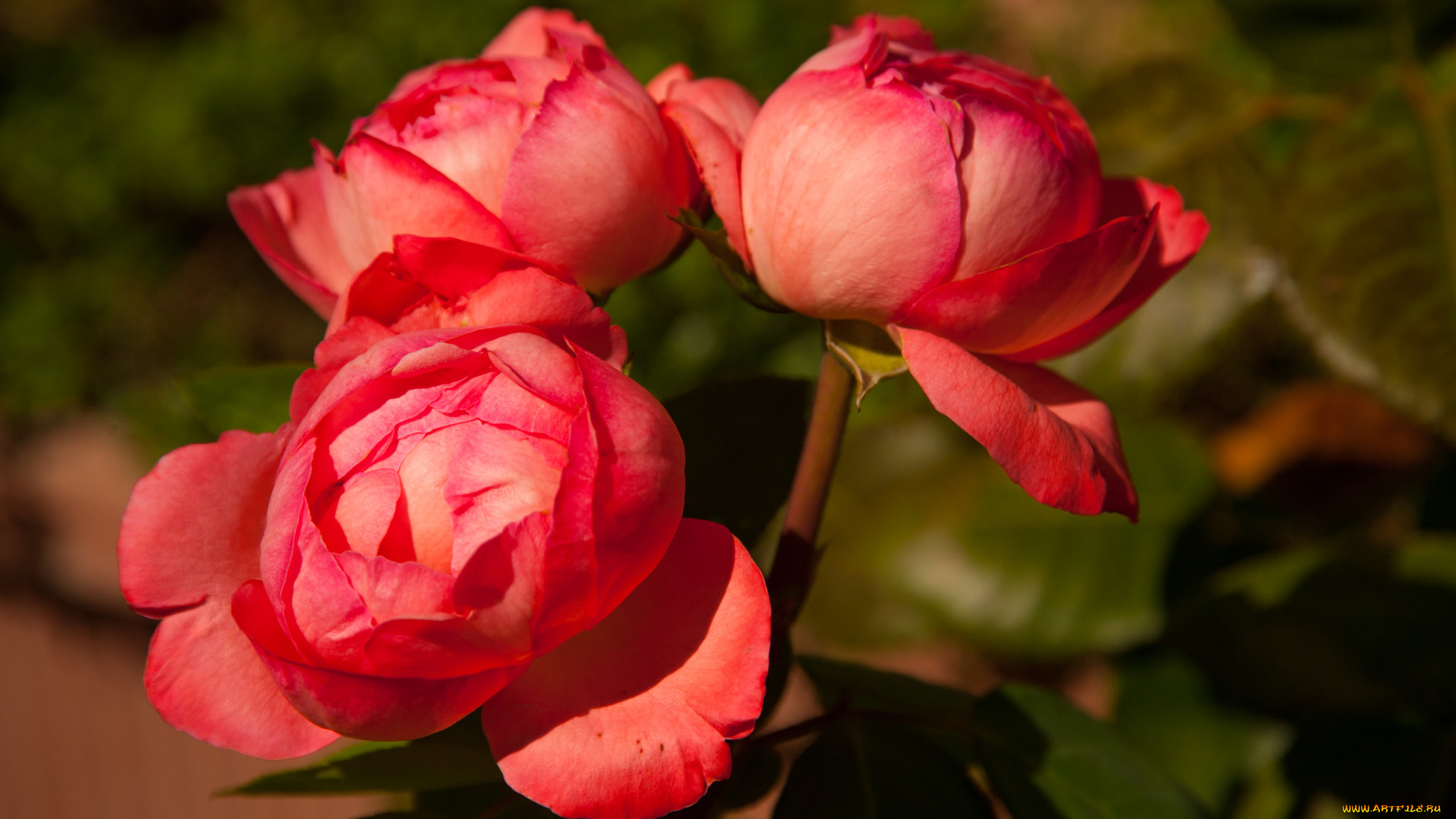 цветы, пионы, букет