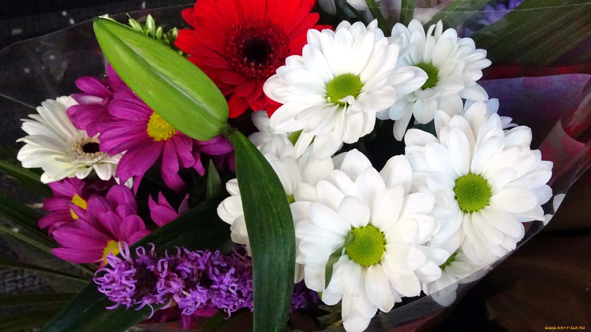 цветы, разные, вместе, герберы