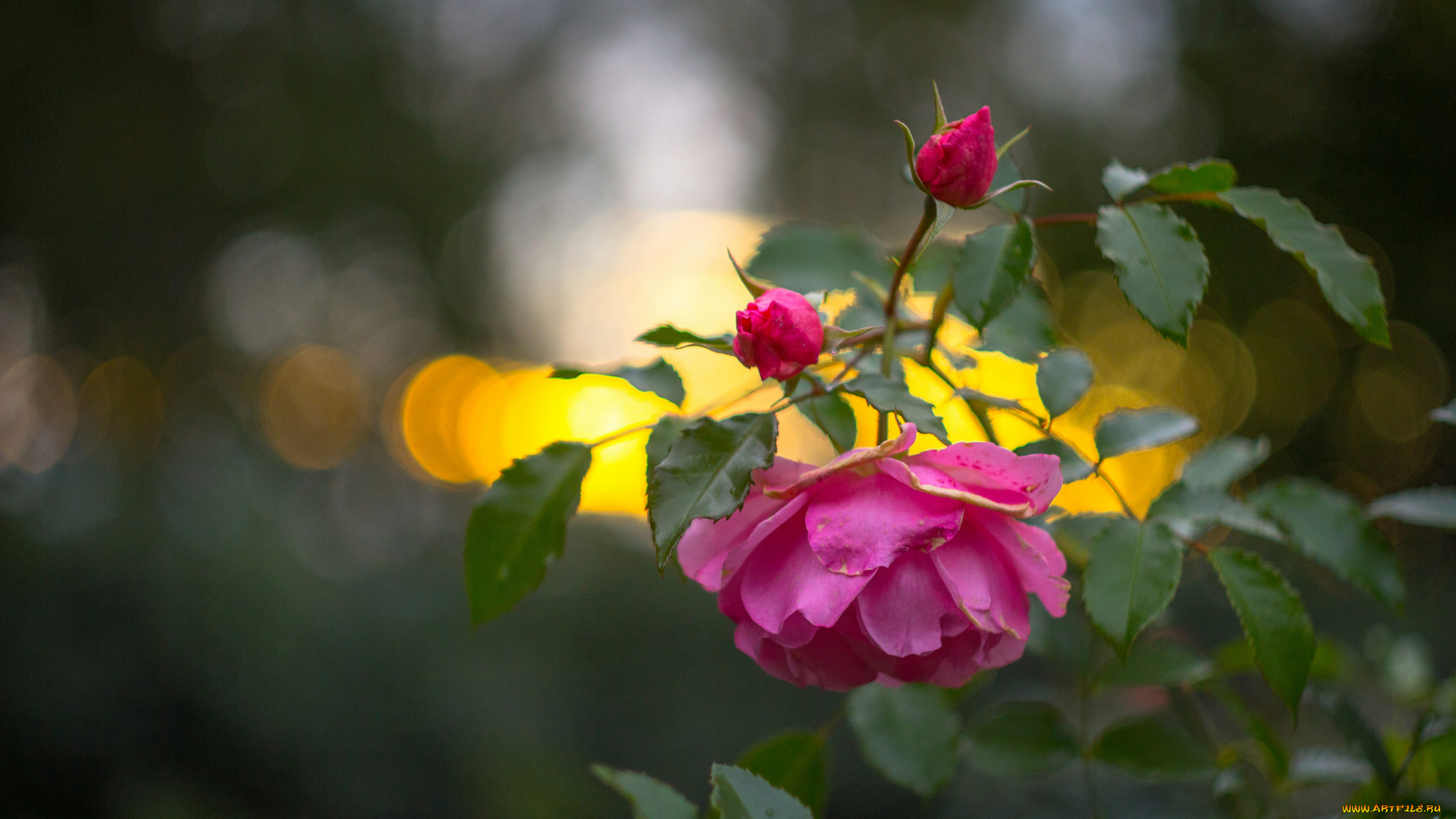 цветы, розы