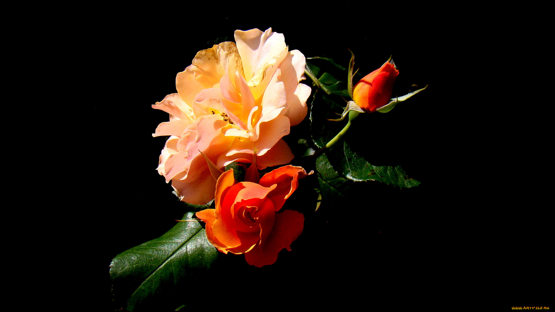 цветы, розы, букет