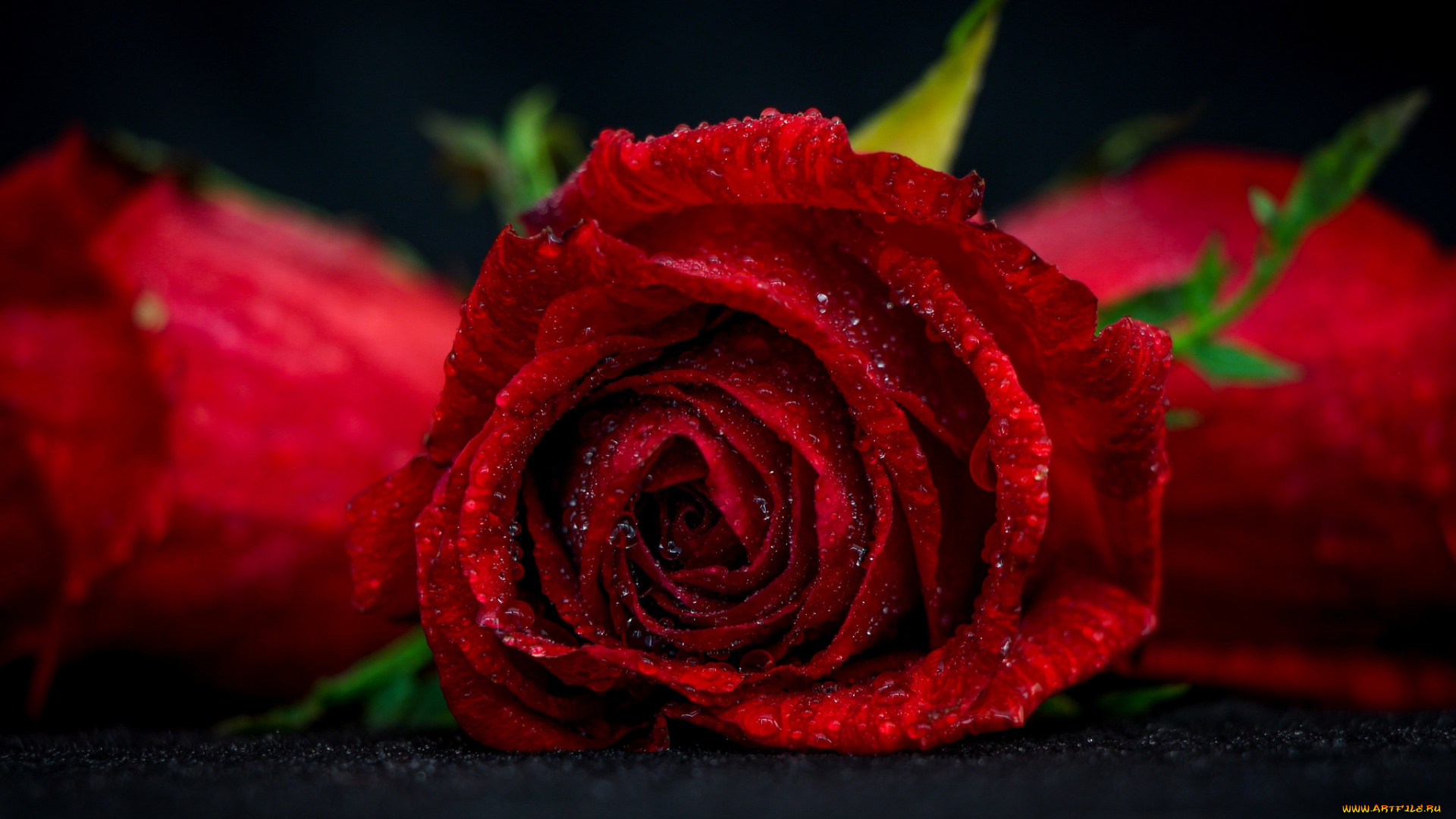 цветы, розы, букет