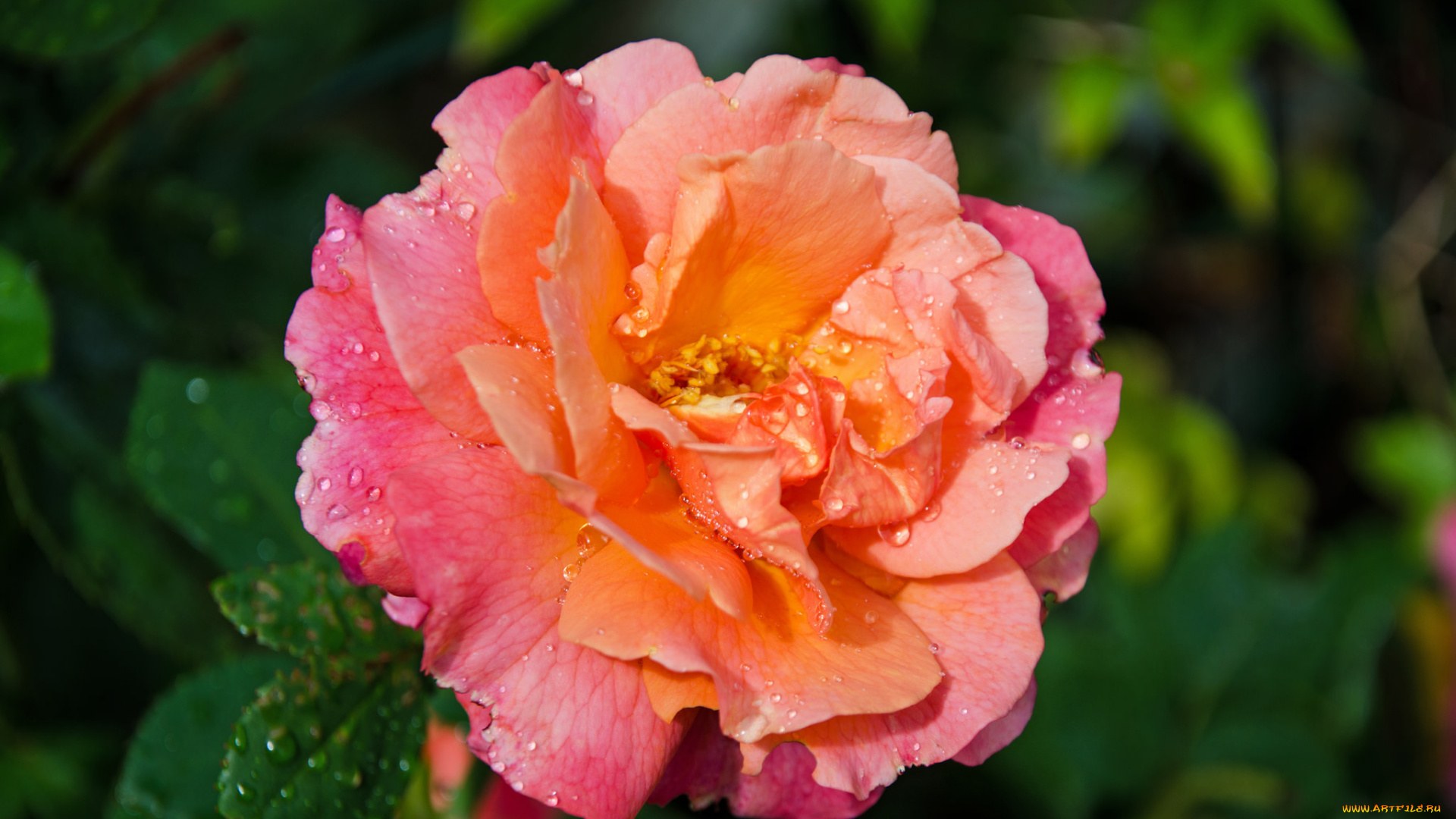 цветы, розы, роза