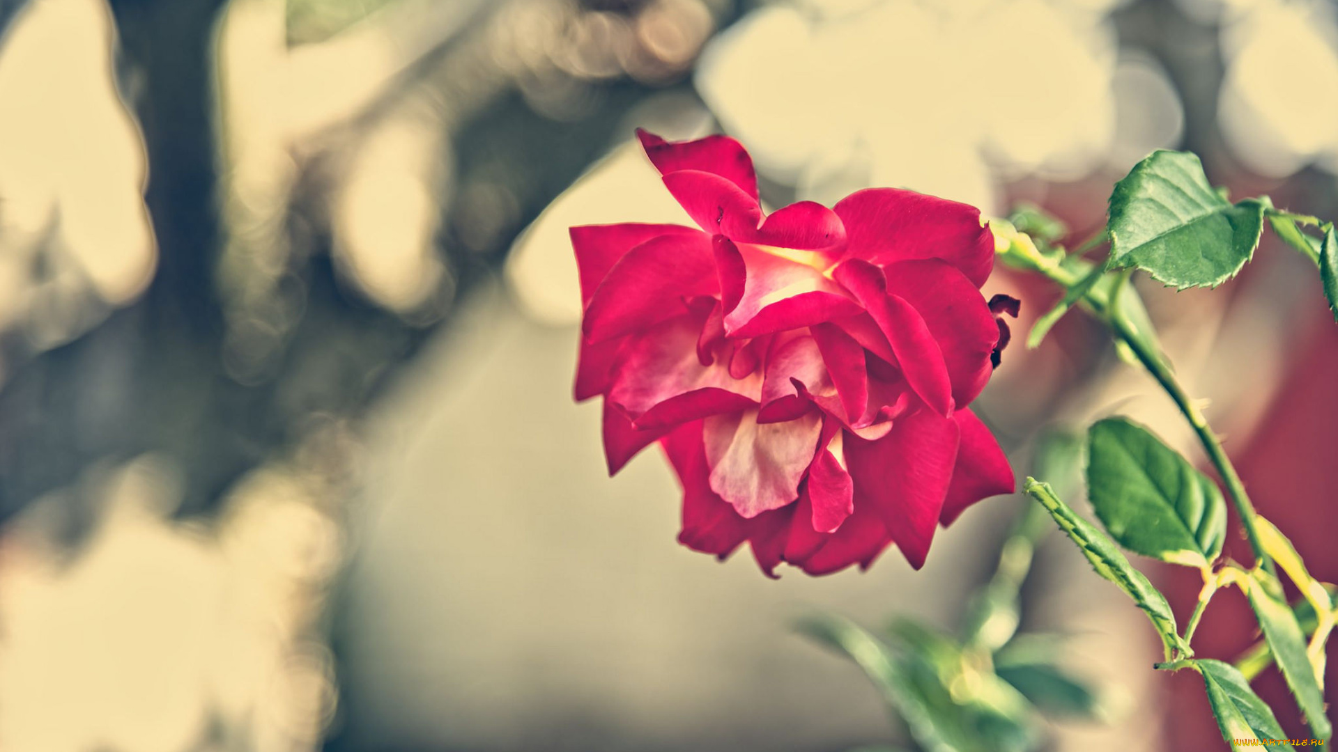 цветы, розы, роза