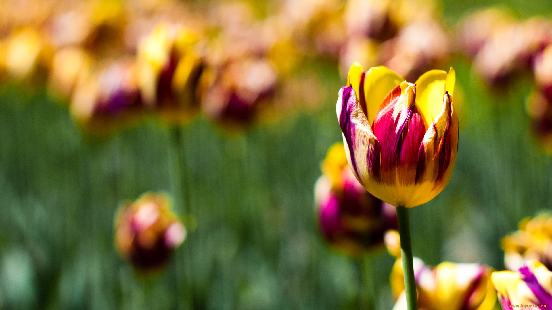 цветы, тюльпаны, цветок