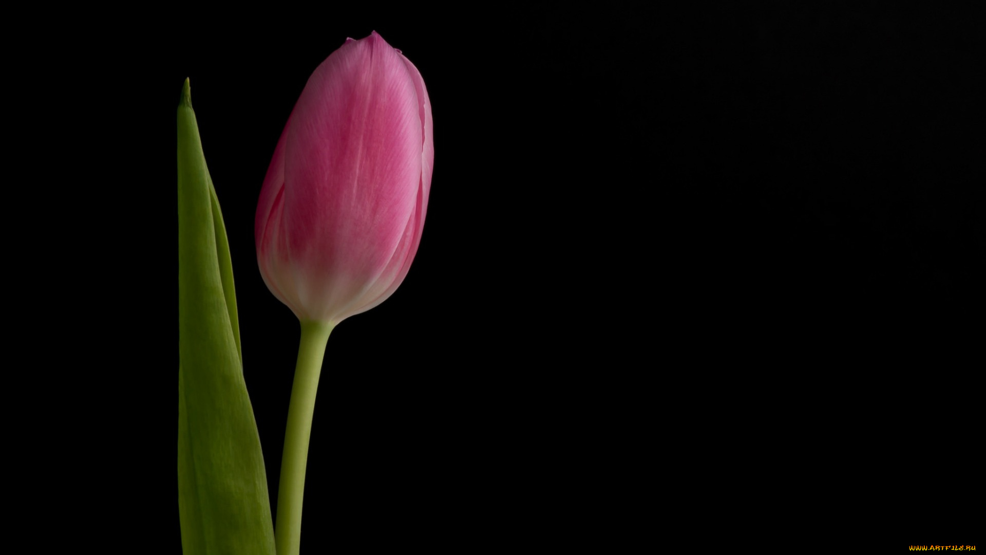 цветы, тюльпаны, цветок, фон, тюльпан