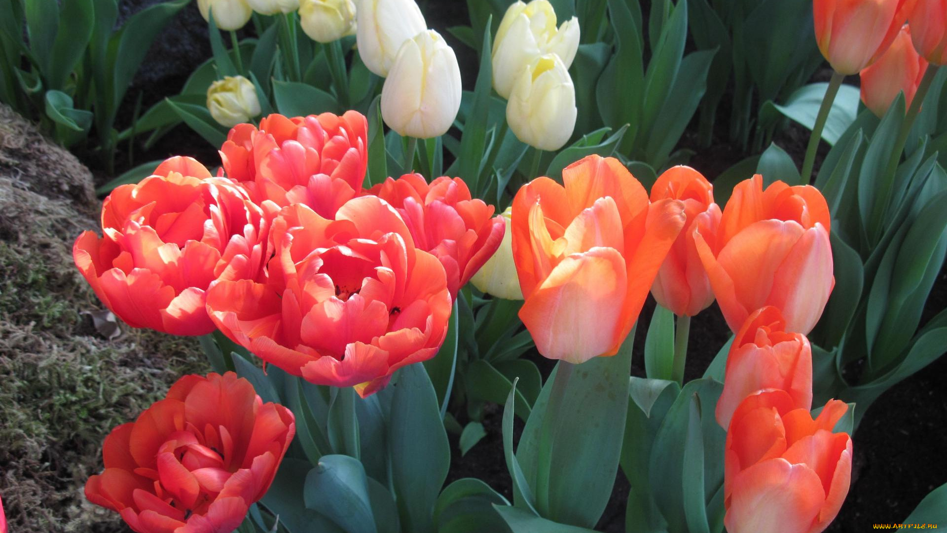 цветы, тюльпаны, желтые, оранжевые, красные, клумба