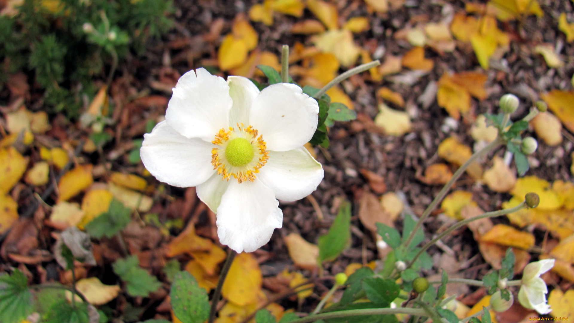 цветы, ветреницы, , печёночницы, белый