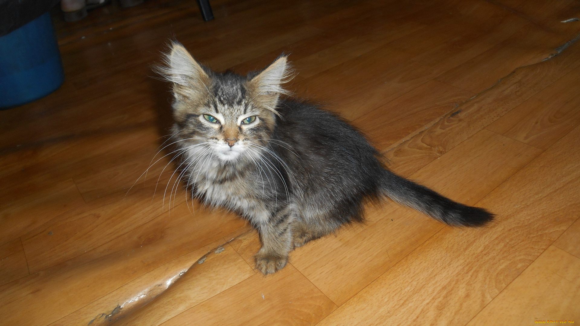 котейко, животные, коты, кошки