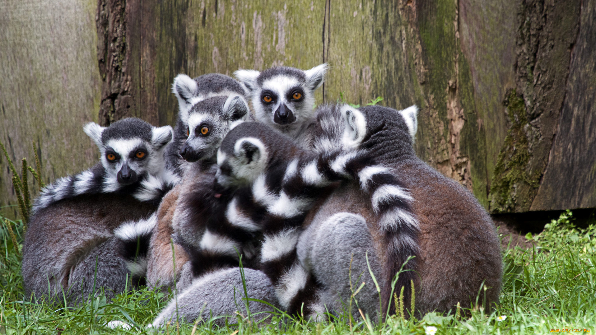 лемуры, животные, природа, трава, животное, много