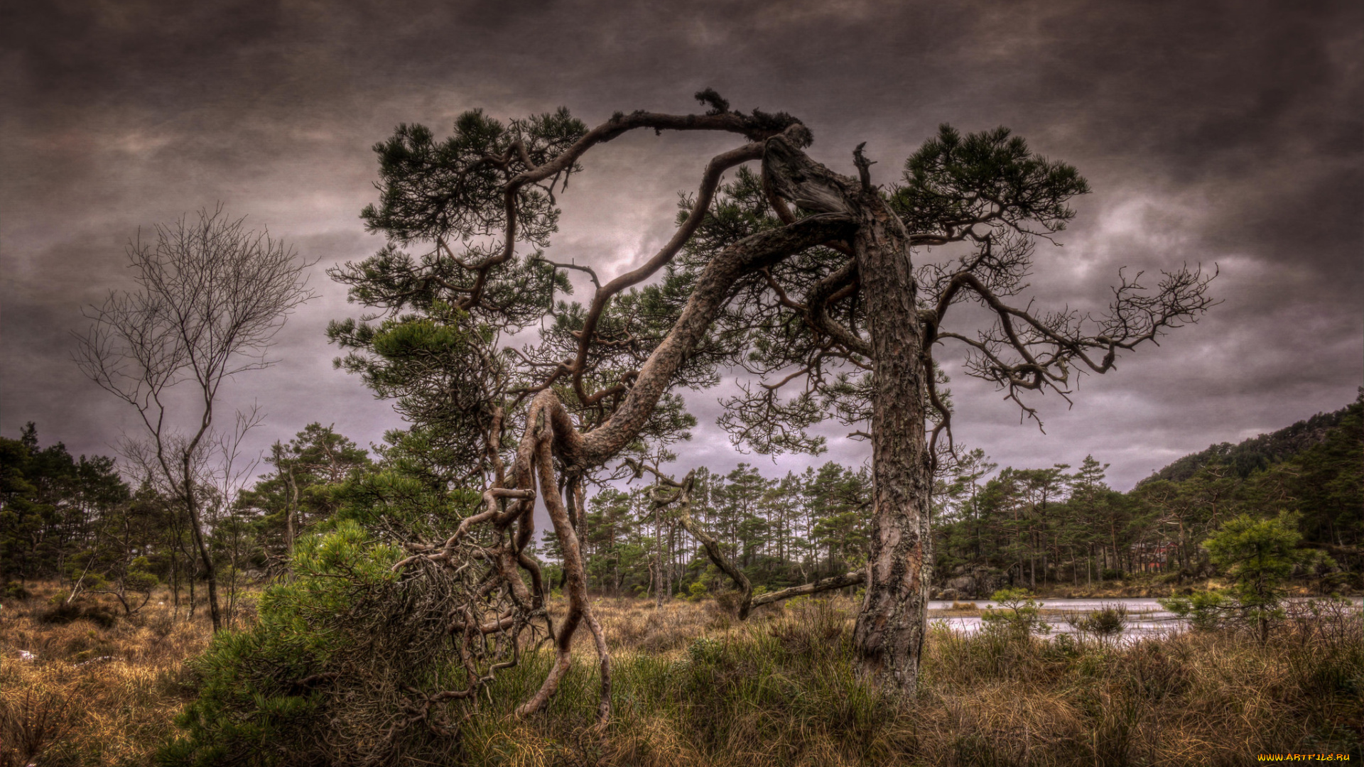 природа, деревья, простор