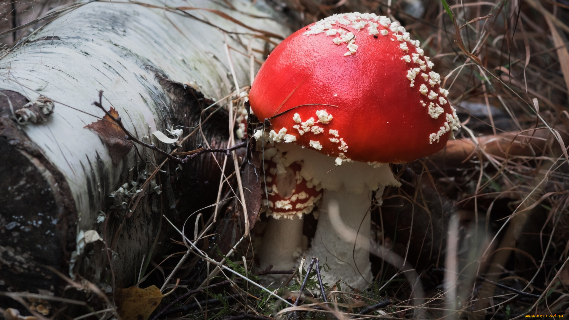 природа, грибы, , мухомор, nature, мухомор, фон