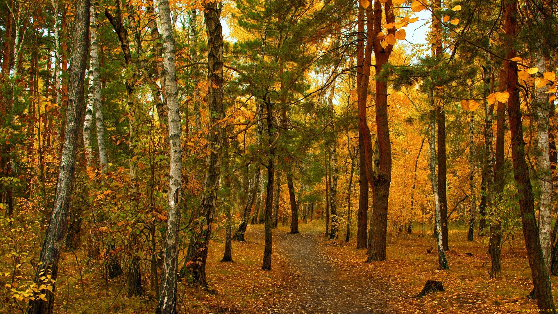 природа, лес, деревья