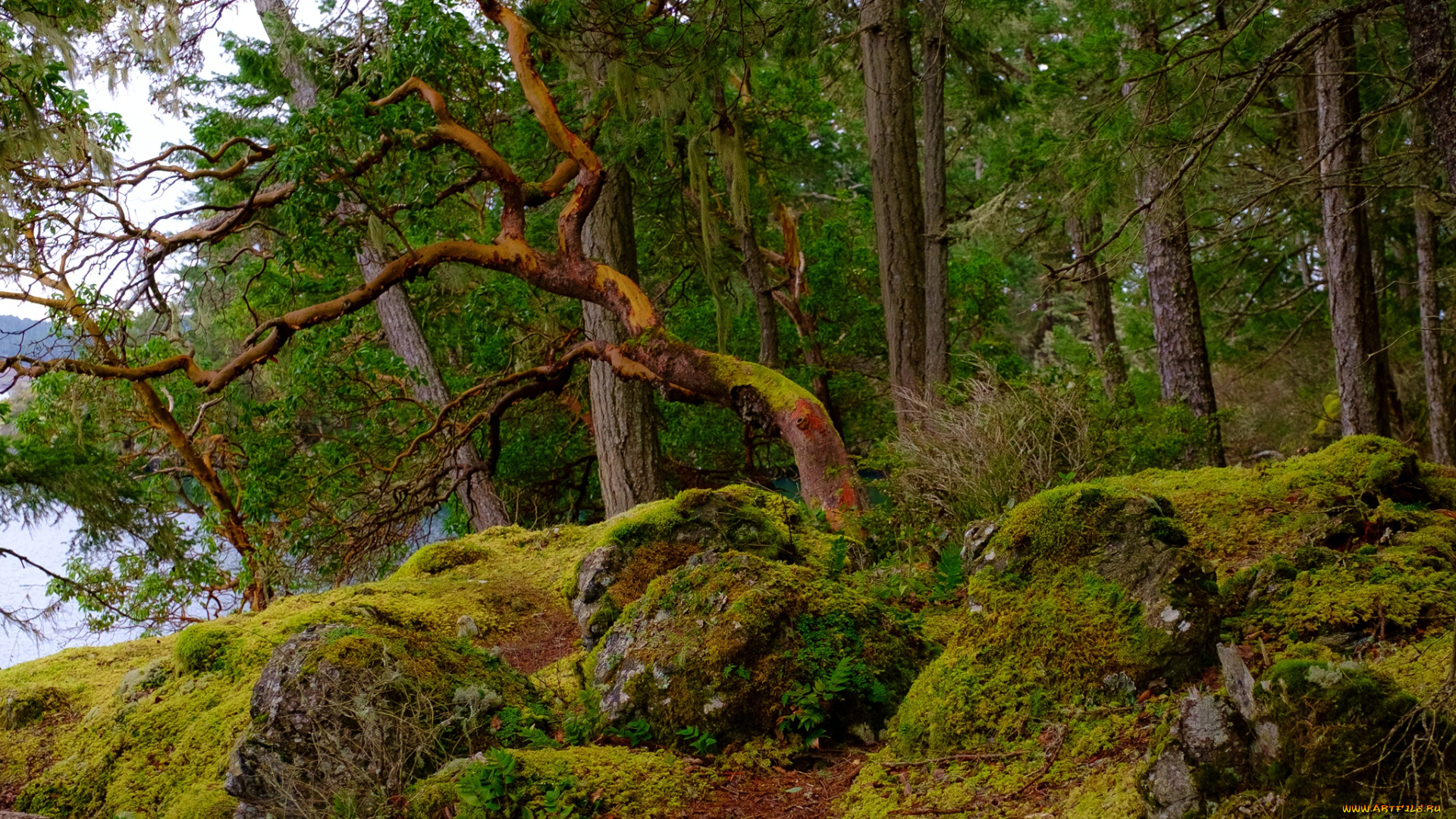 природа, лес, деревья, мох, вода, зелень