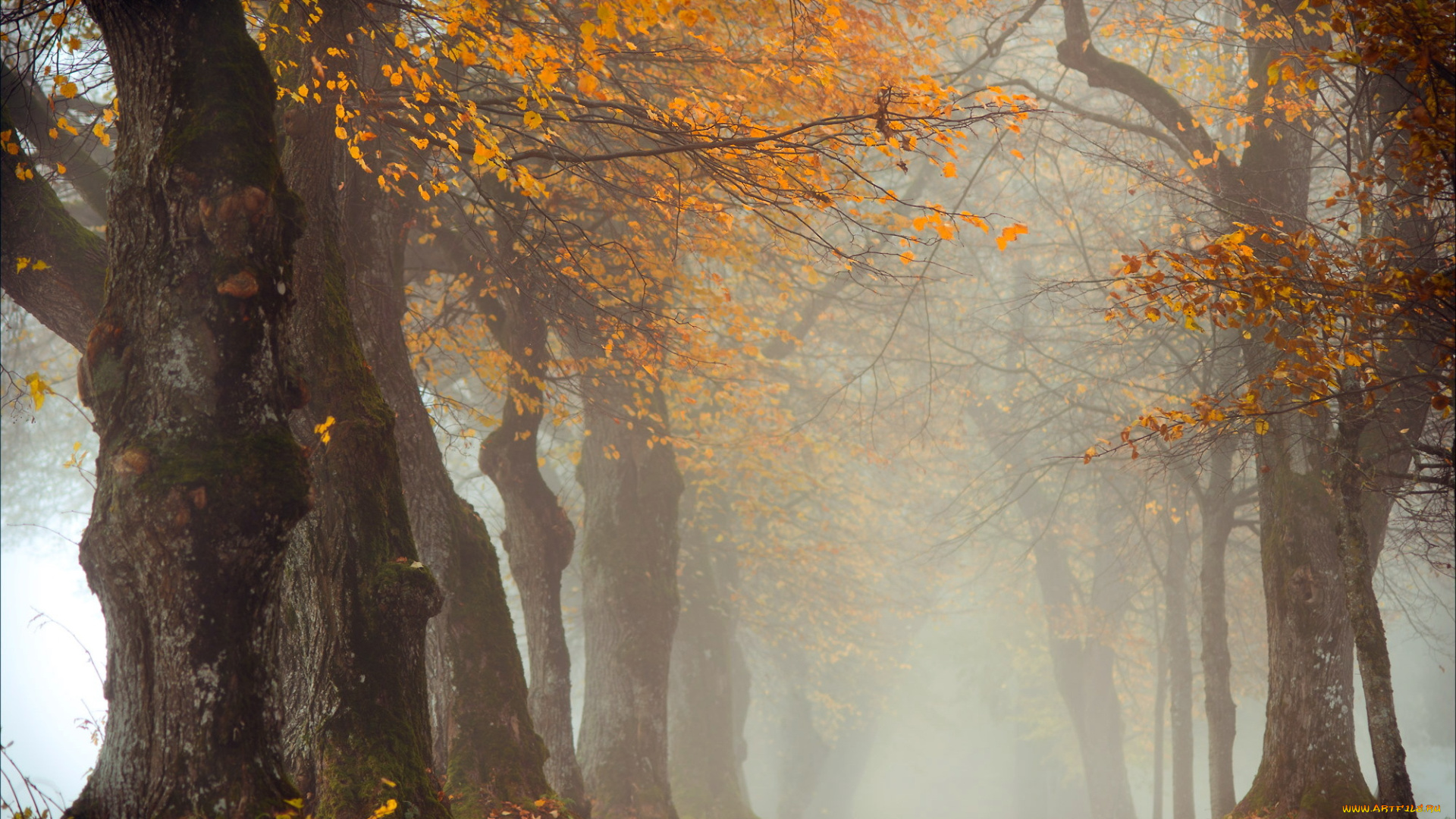 природа, лес, деревья, осень