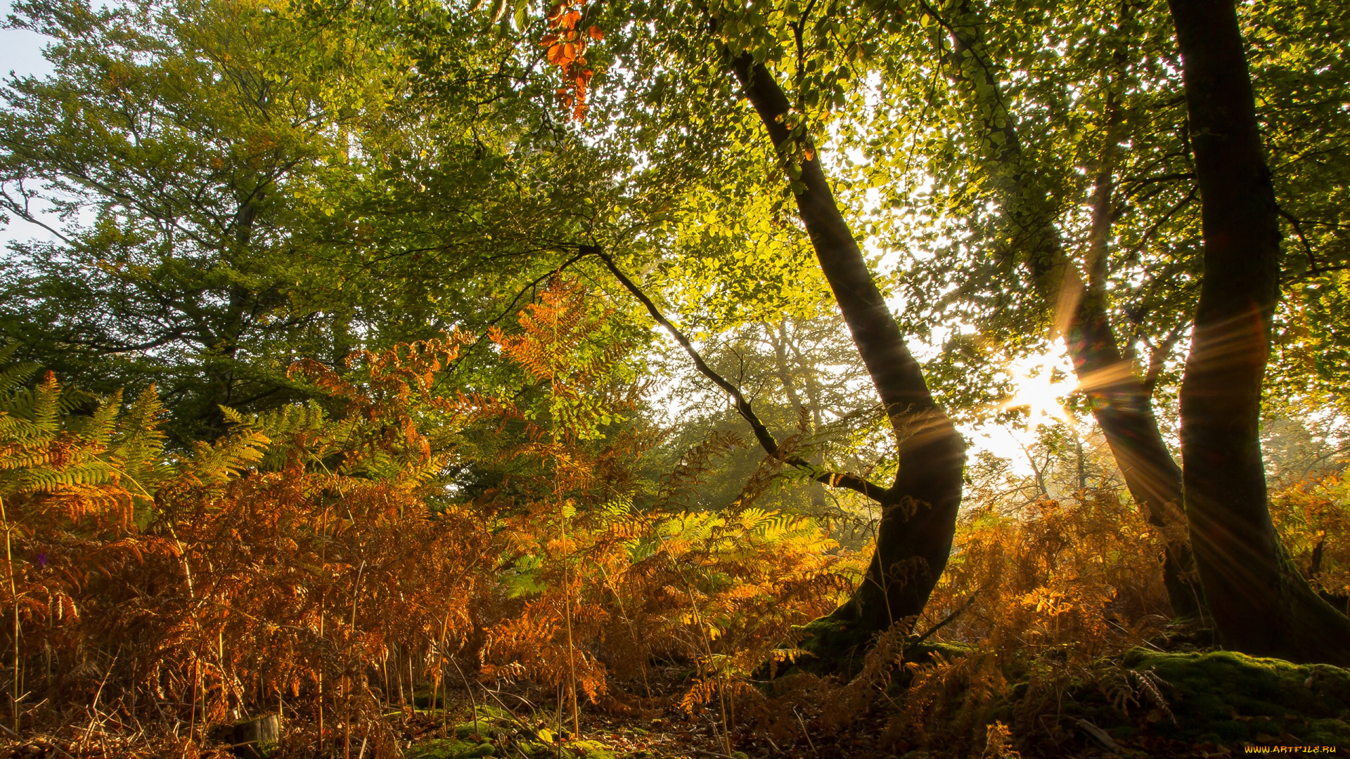 природа, лес, деревья, трава, осень, солнце