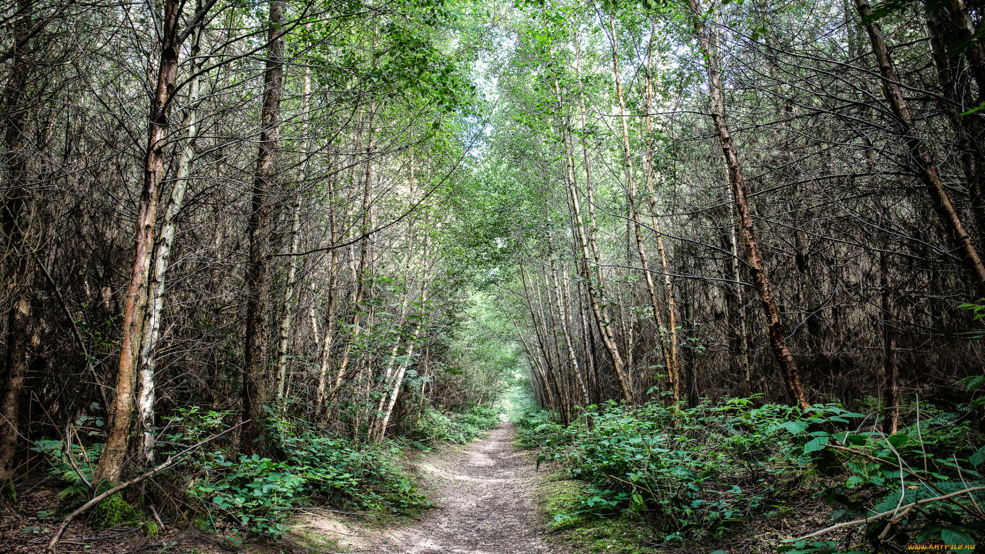 природа, лес, простор