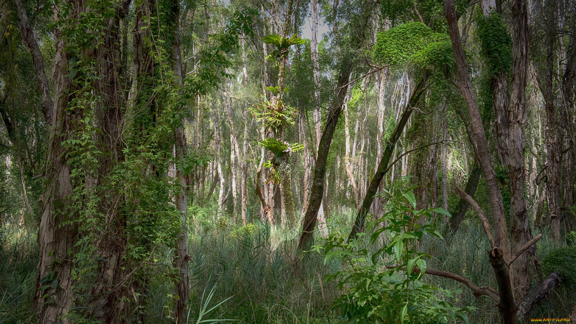 природа, лес, простор