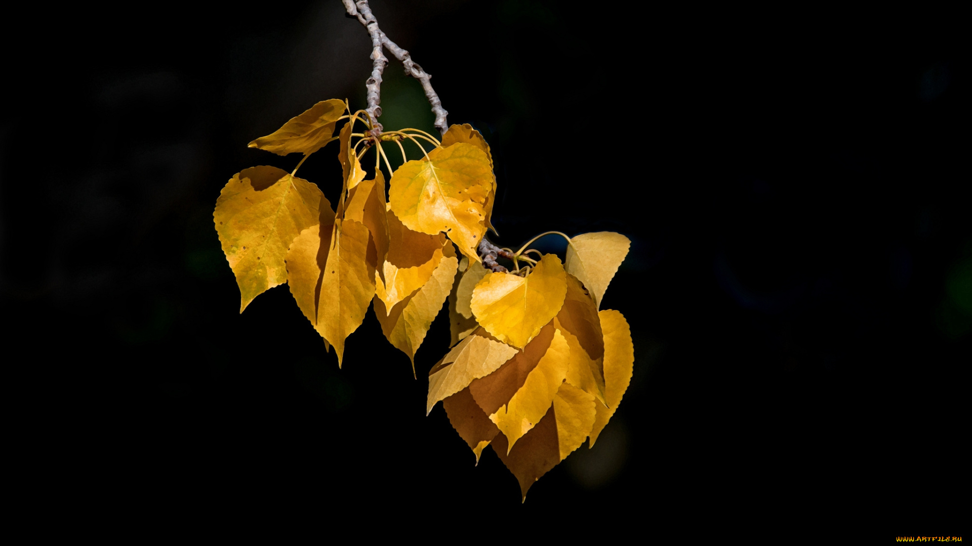 природа, листья, простор