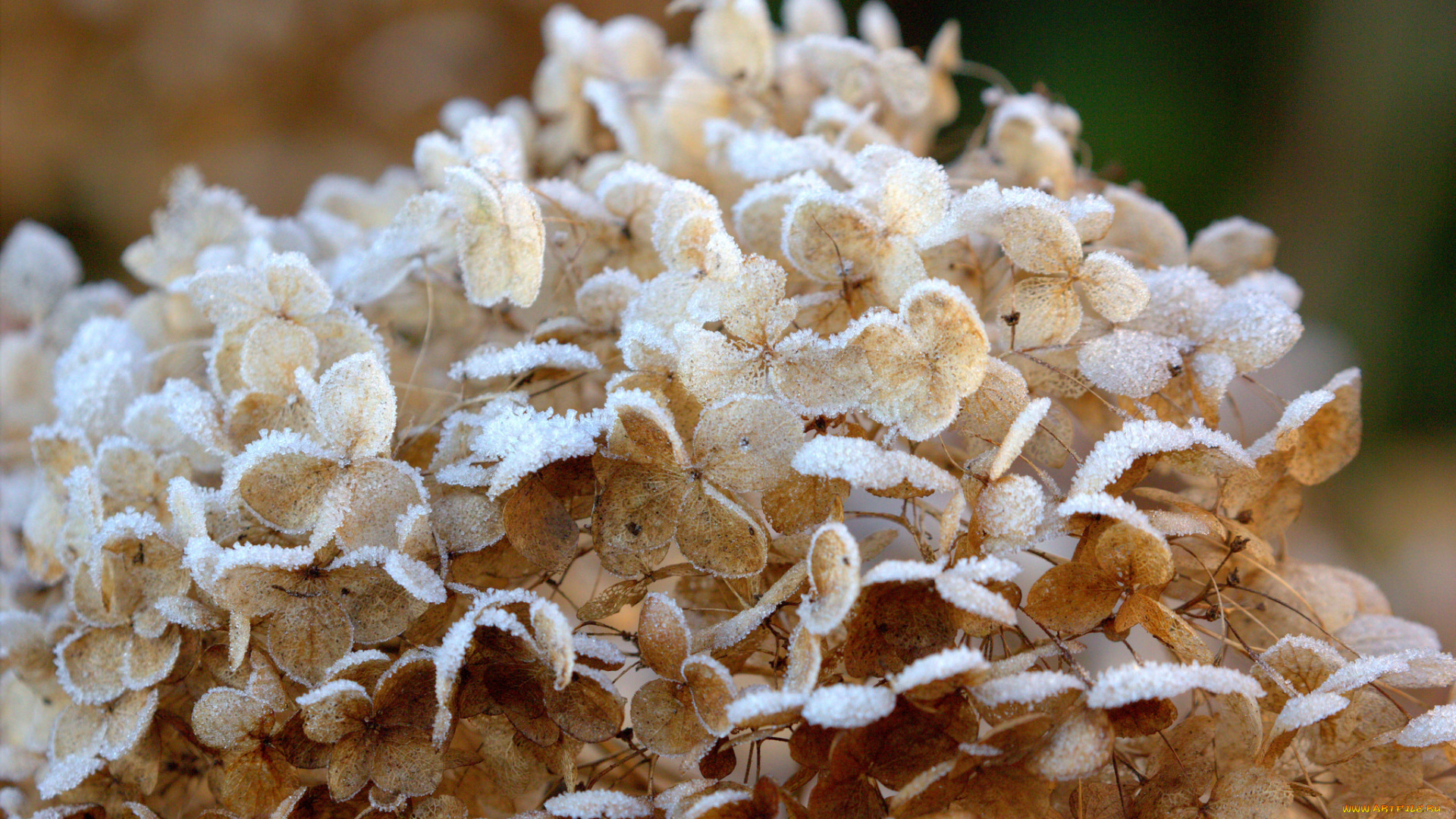 природа, макро, осень