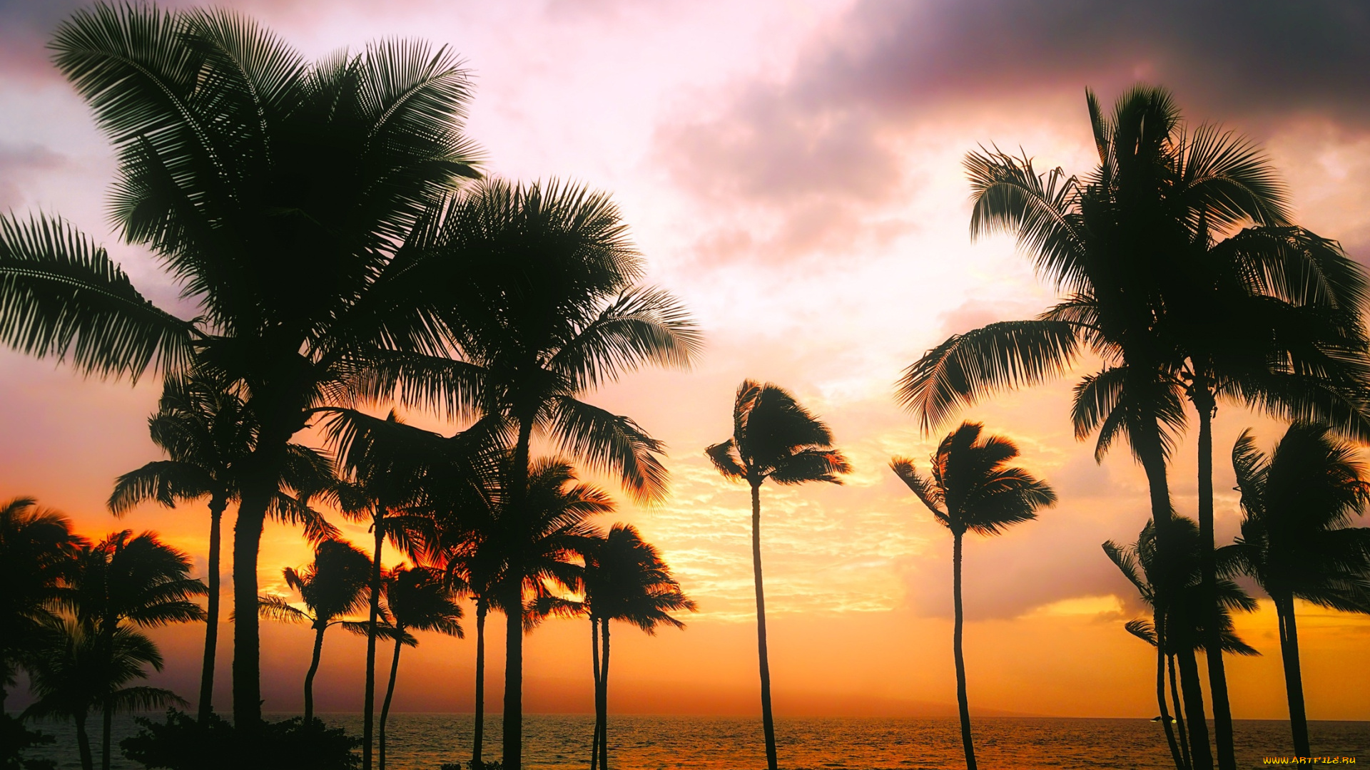 природа, тропики, закат, небо, горизонт